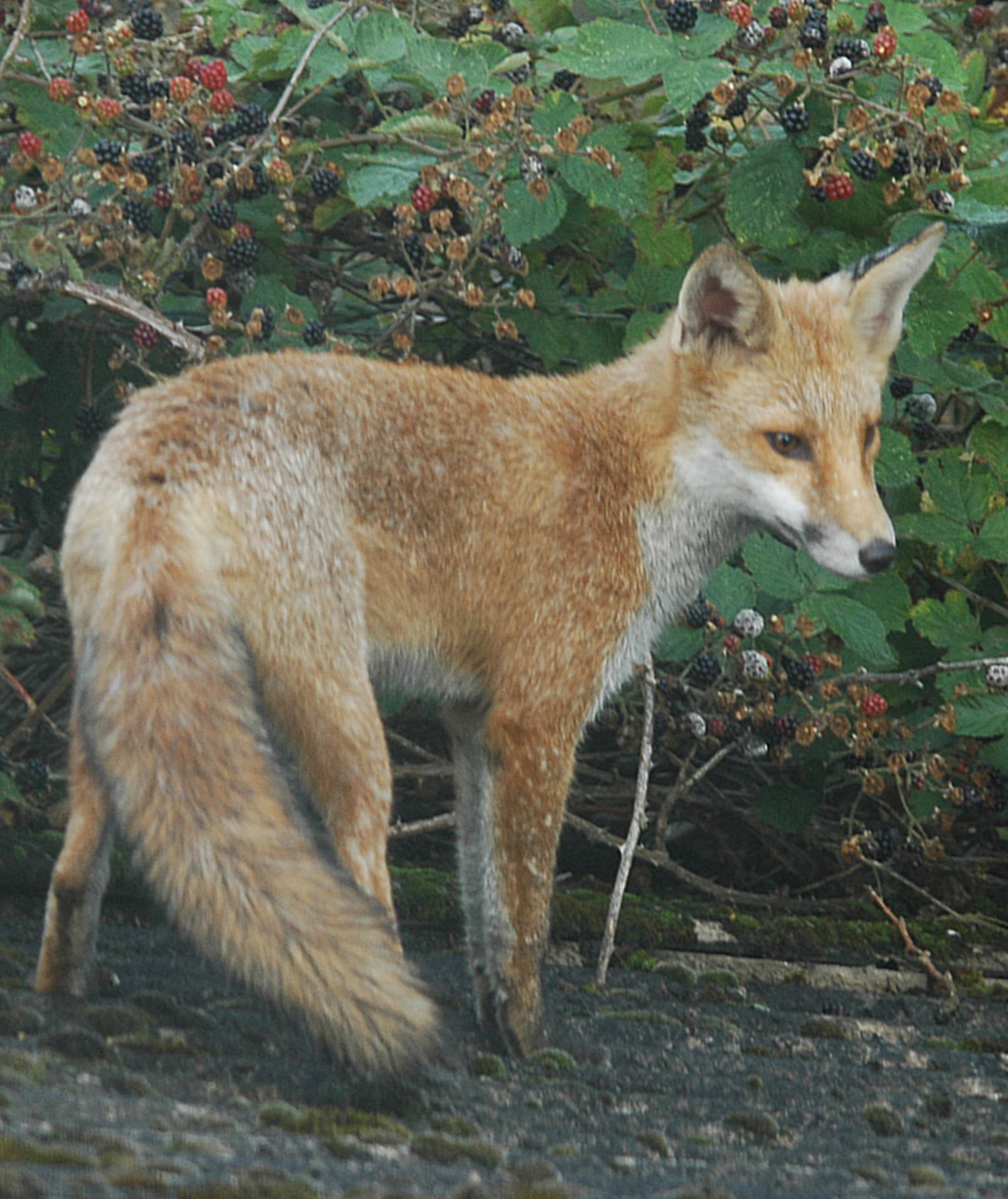 photos/wildlife/Mammal_Species/Red_Fox/DSC_3218_sm.jpeg
