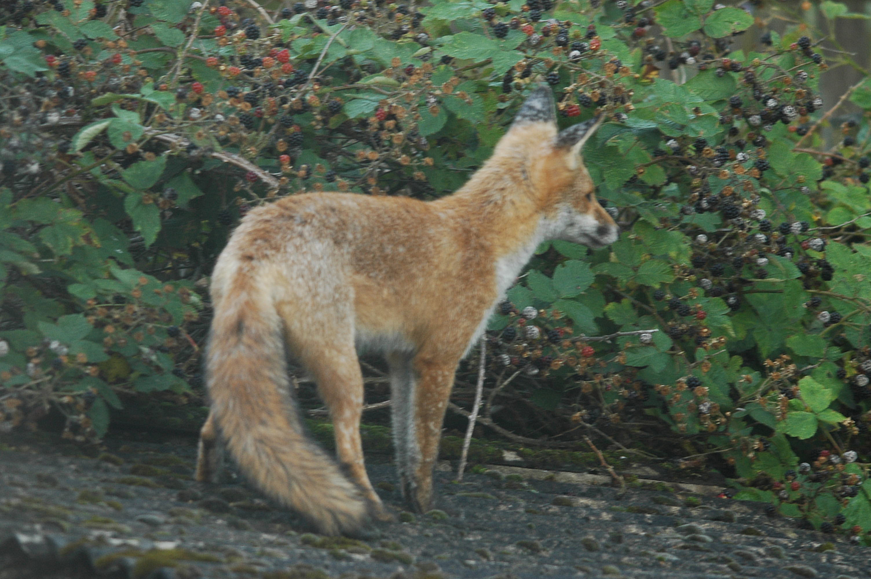 photos/wildlife/Mammal_Species/Red_Fox/DSC_3219.JPG