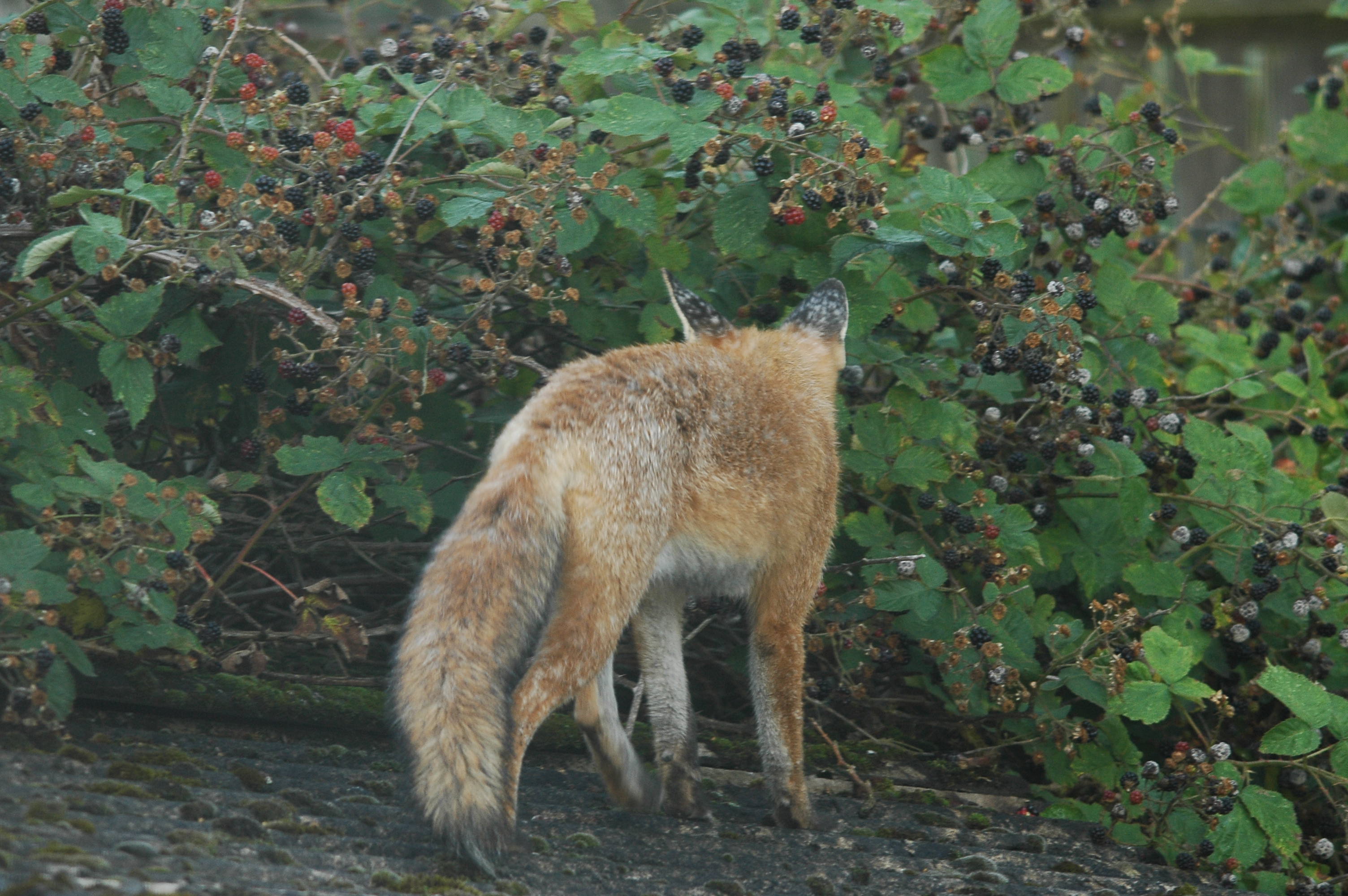 photos/wildlife/Mammal_Species/Red_Fox/DSC_3221.JPG