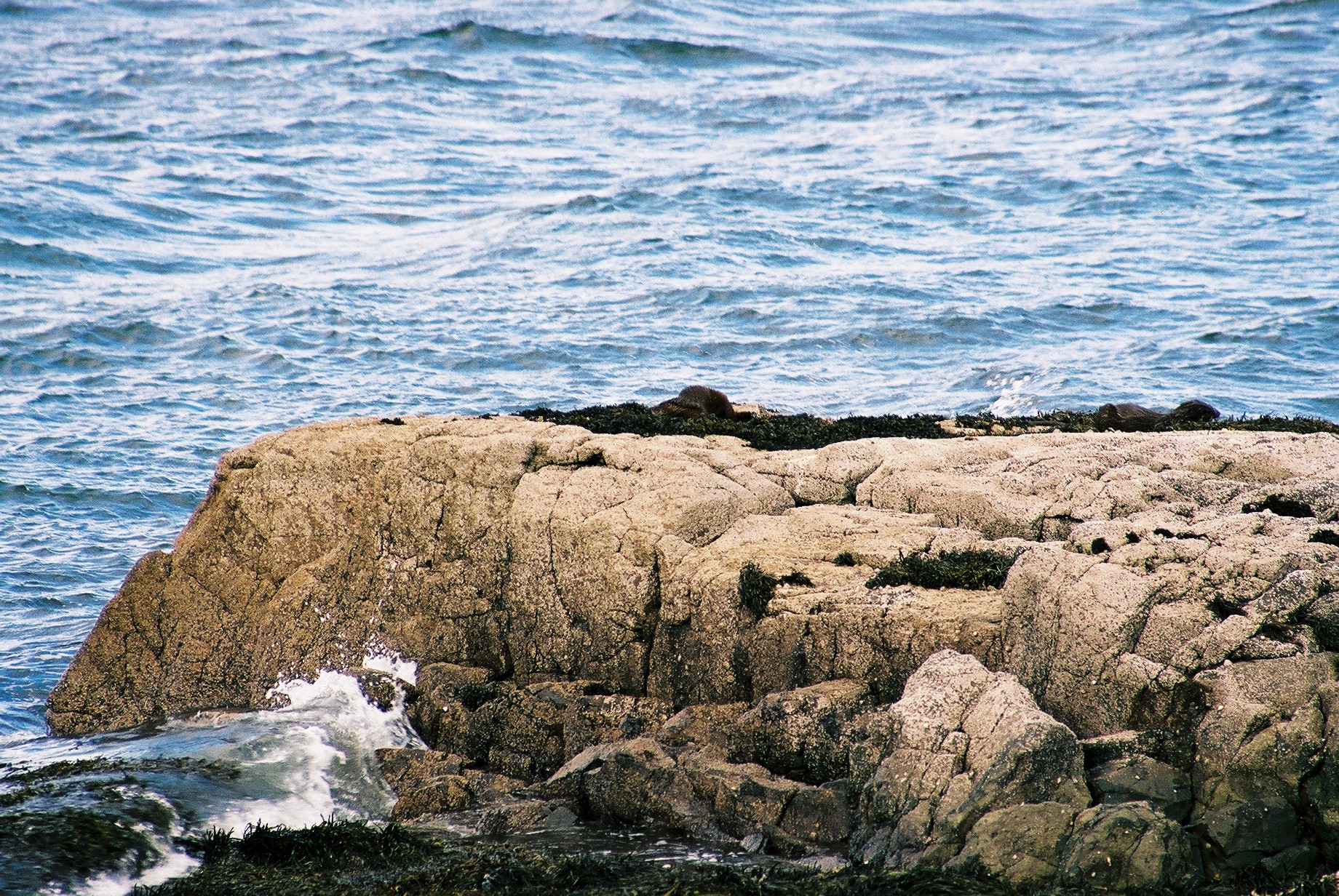 photos/wildlife/Mammal_Species/River_Otter/20040327-Mull-01.jpg