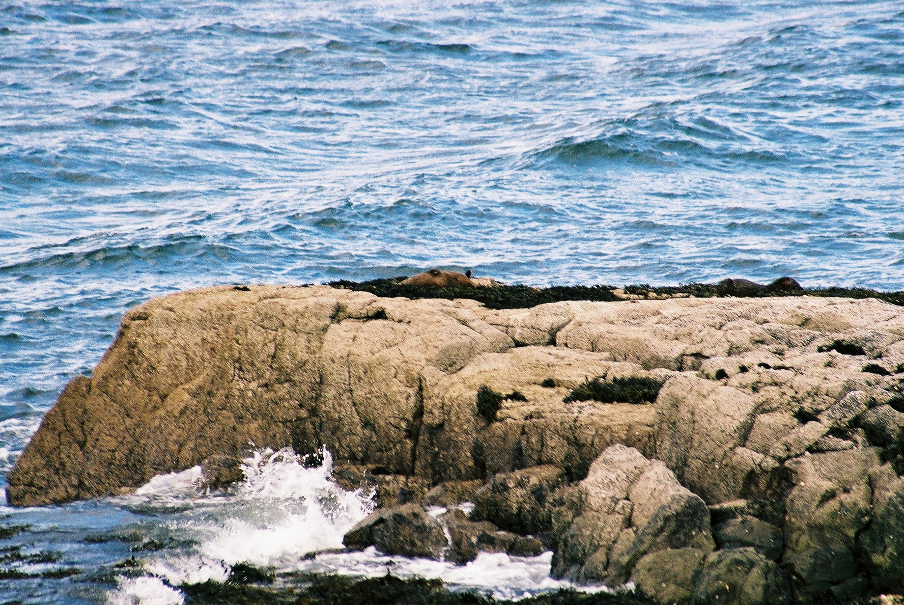 photos/wildlife/Mammal_Species/River_Otter/20040327-Mull-02.jpg