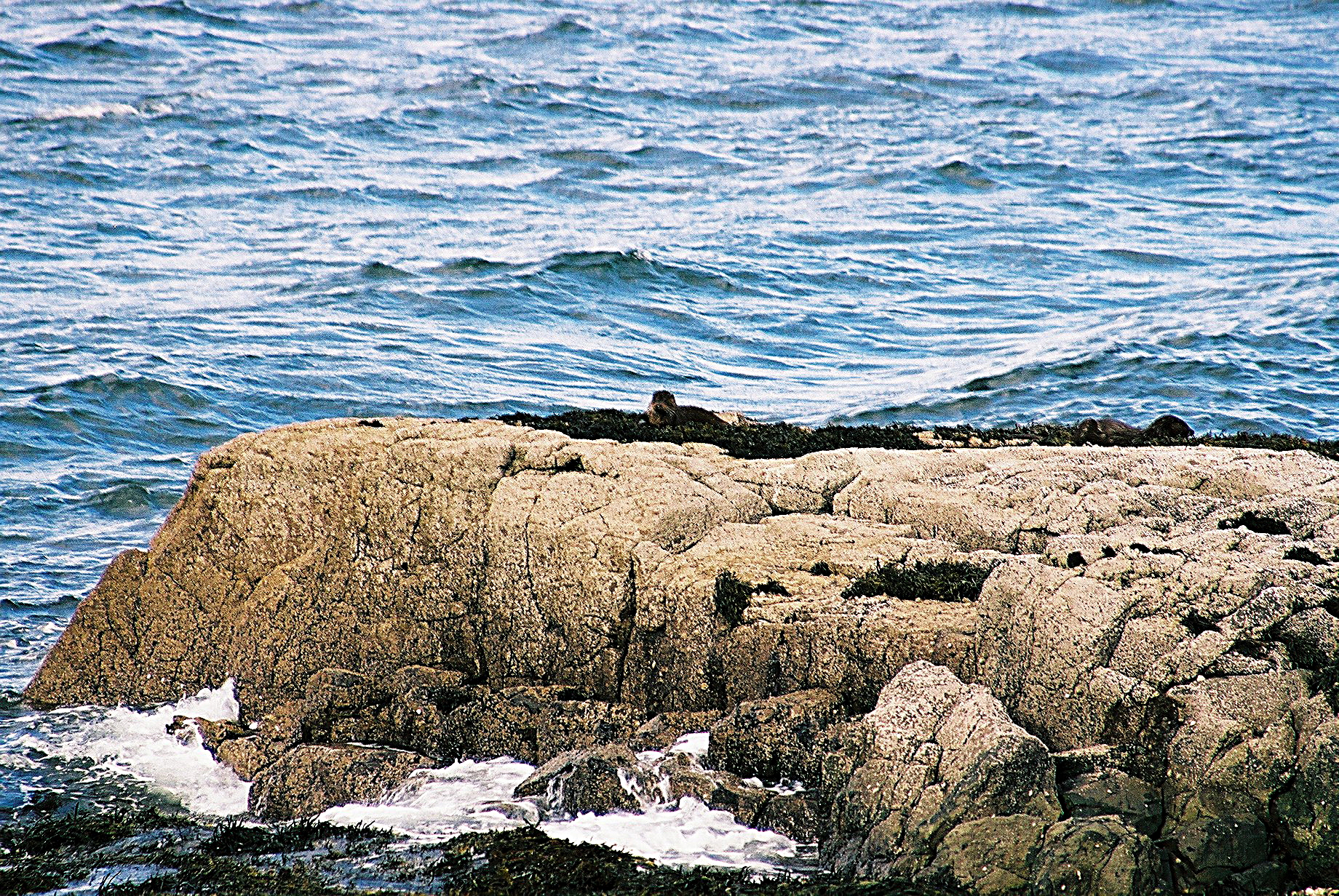 photos/wildlife/Mammal_Species/River_Otter/20040327-Mull-03.jpg