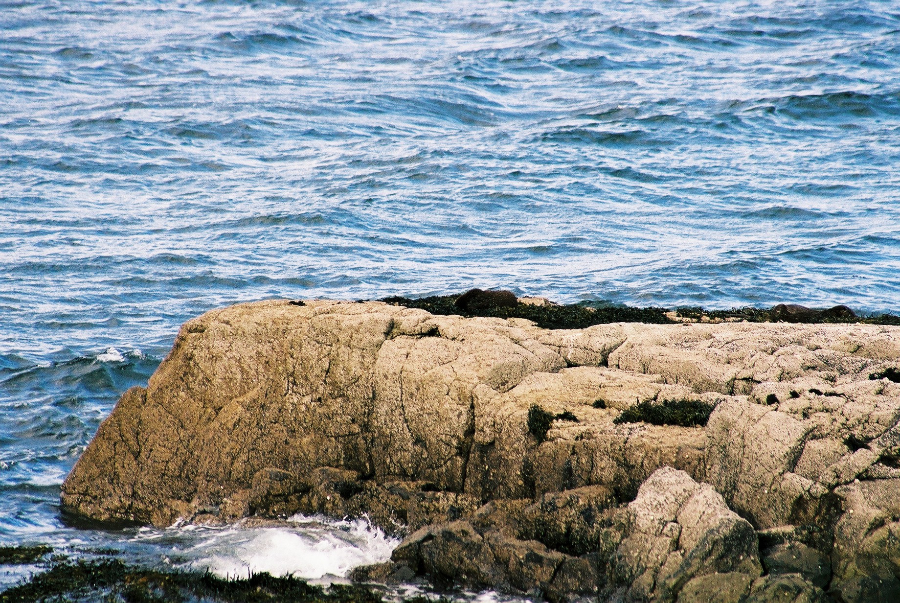 photos/wildlife/Mammal_Species/River_Otter/20040327-Mull-04.jpg