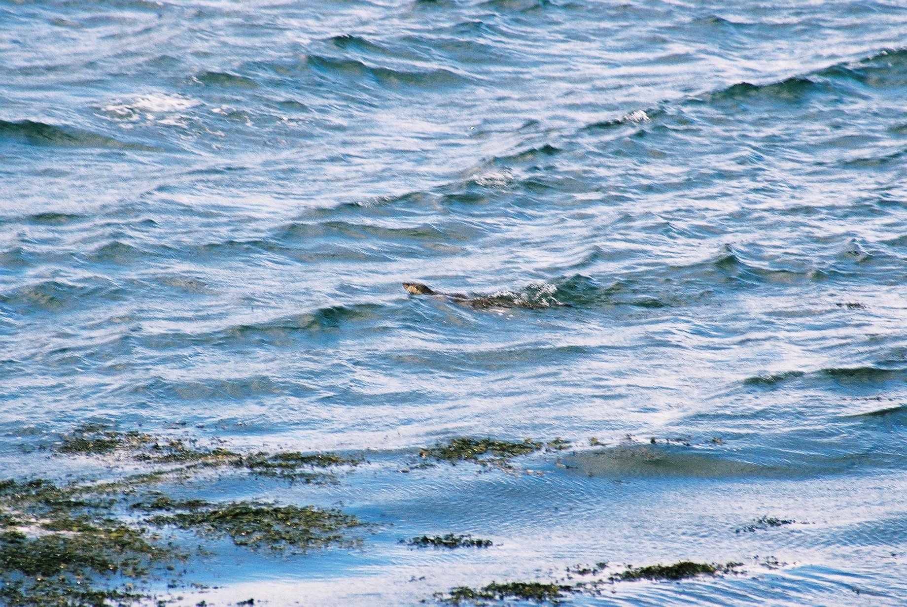 photos/wildlife/Mammal_Species/River_Otter/20040327-Mull-05.jpg