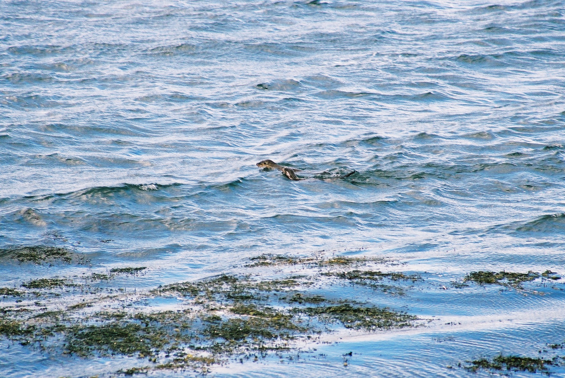 photos/wildlife/Mammal_Species/River_Otter/20040327-Mull-06.jpg