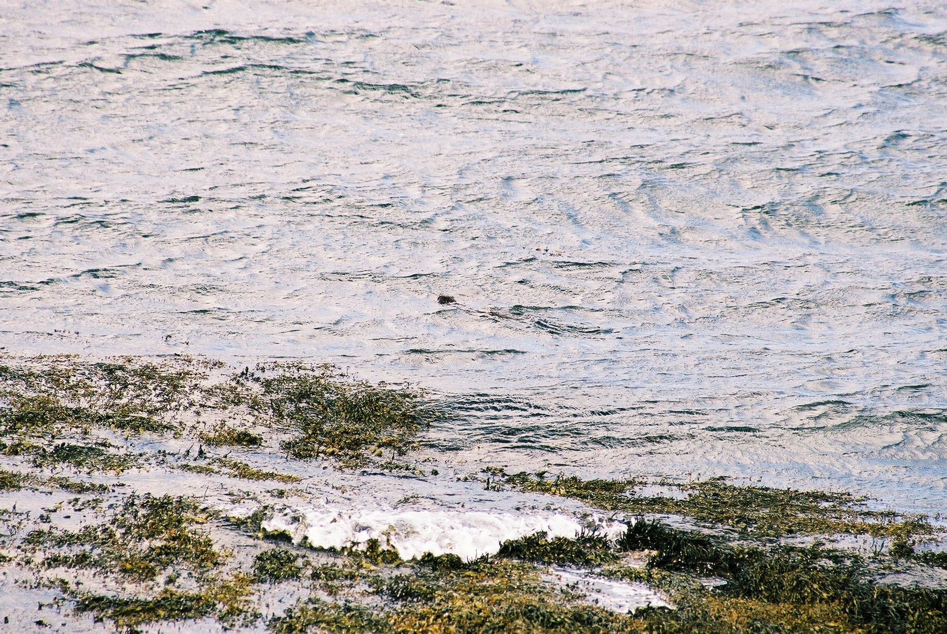 photos/wildlife/Mammal_Species/River_Otter/20040327-Mull-07.jpg
