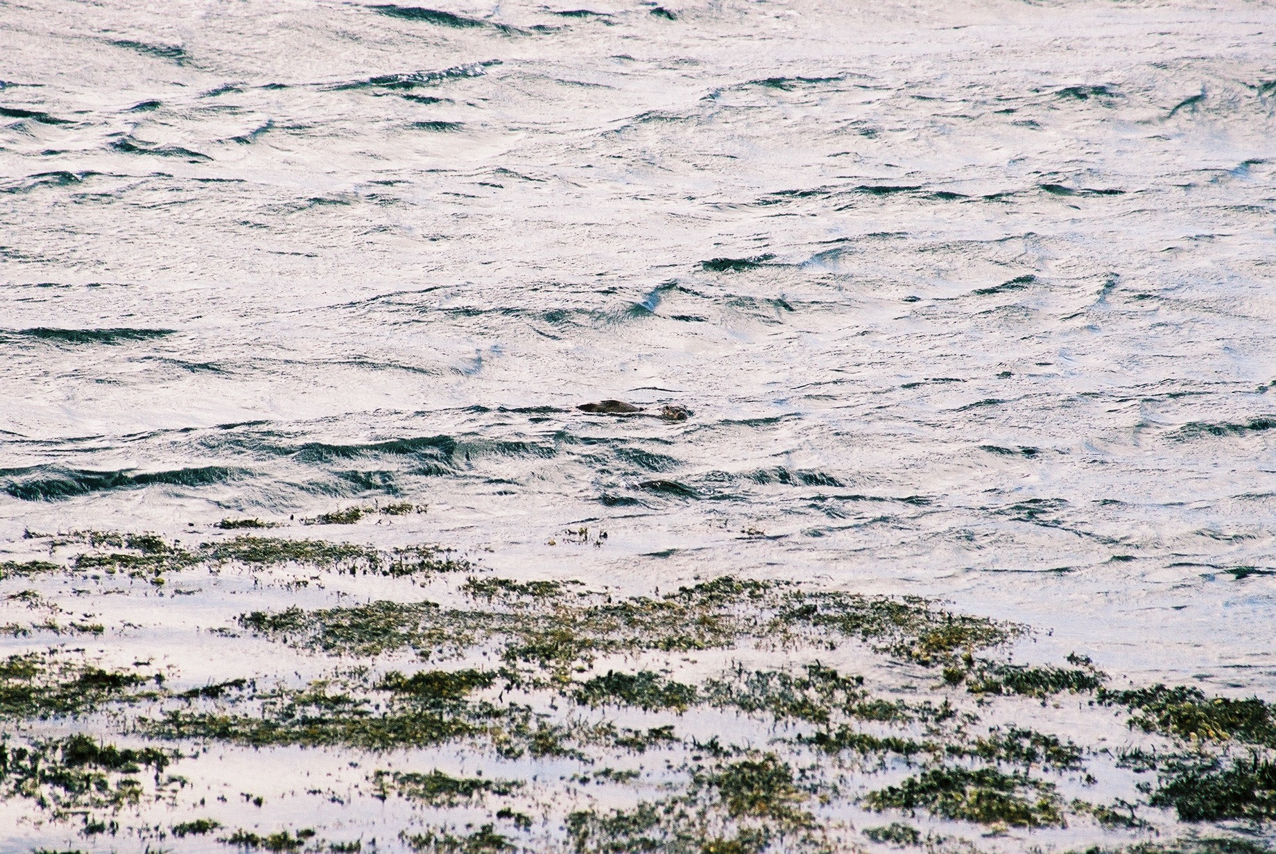 photos/wildlife/Mammal_Species/River_Otter/20040327-Mull-08.jpg