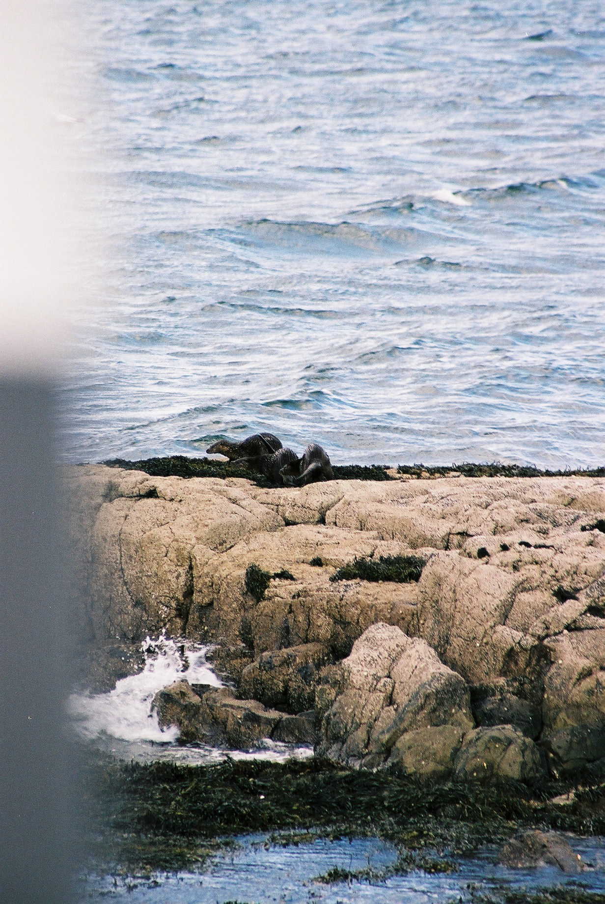 photos/wildlife/Mammal_Species/River_Otter/20040327-Mull-10.jpg