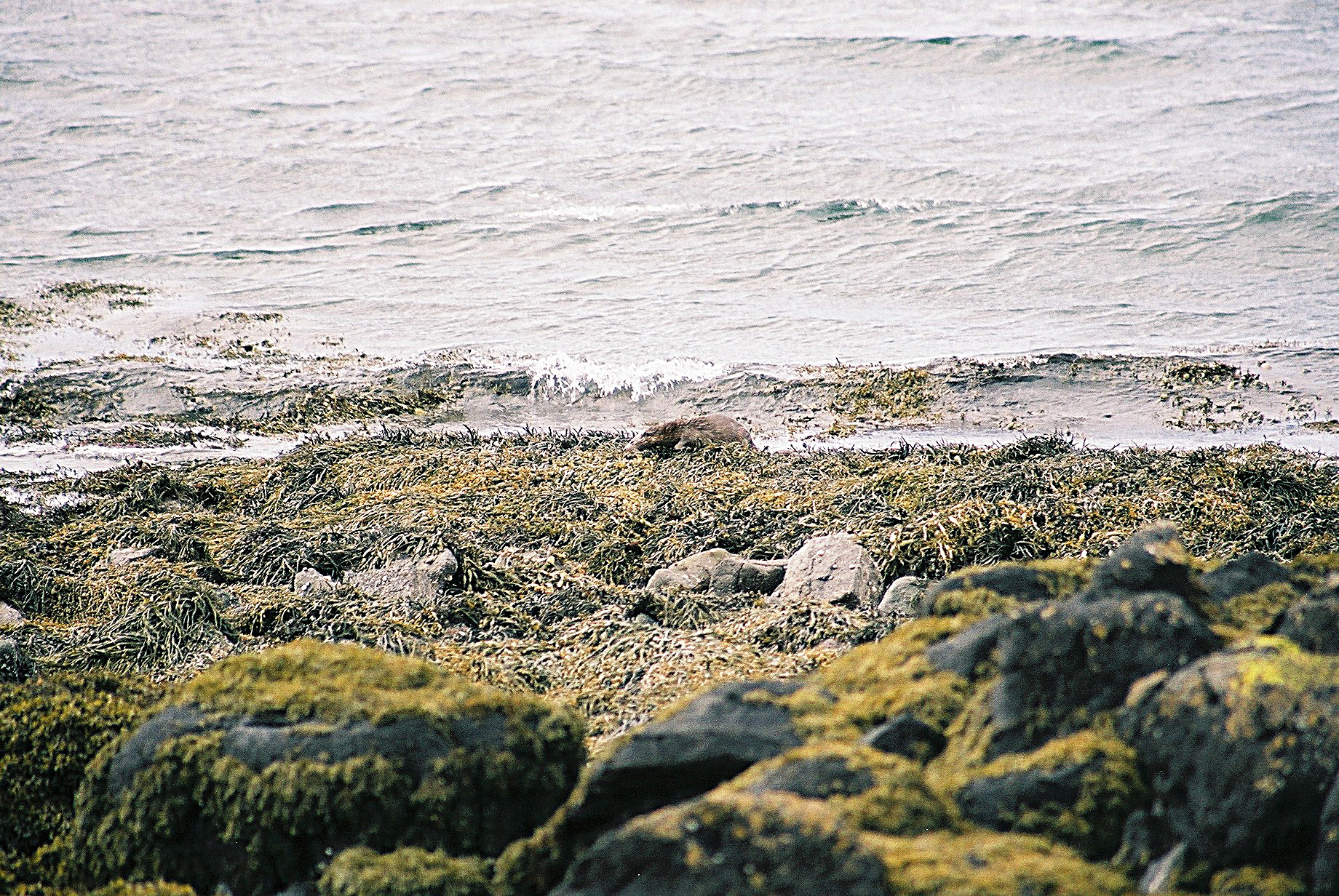 photos/wildlife/Mammal_Species/River_Otter/20040327-Mull-11.jpg