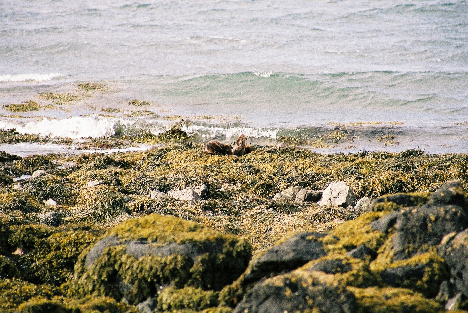 photos/wildlife/Mammal_Species/River_Otter/20040327-Mull-12.jpg