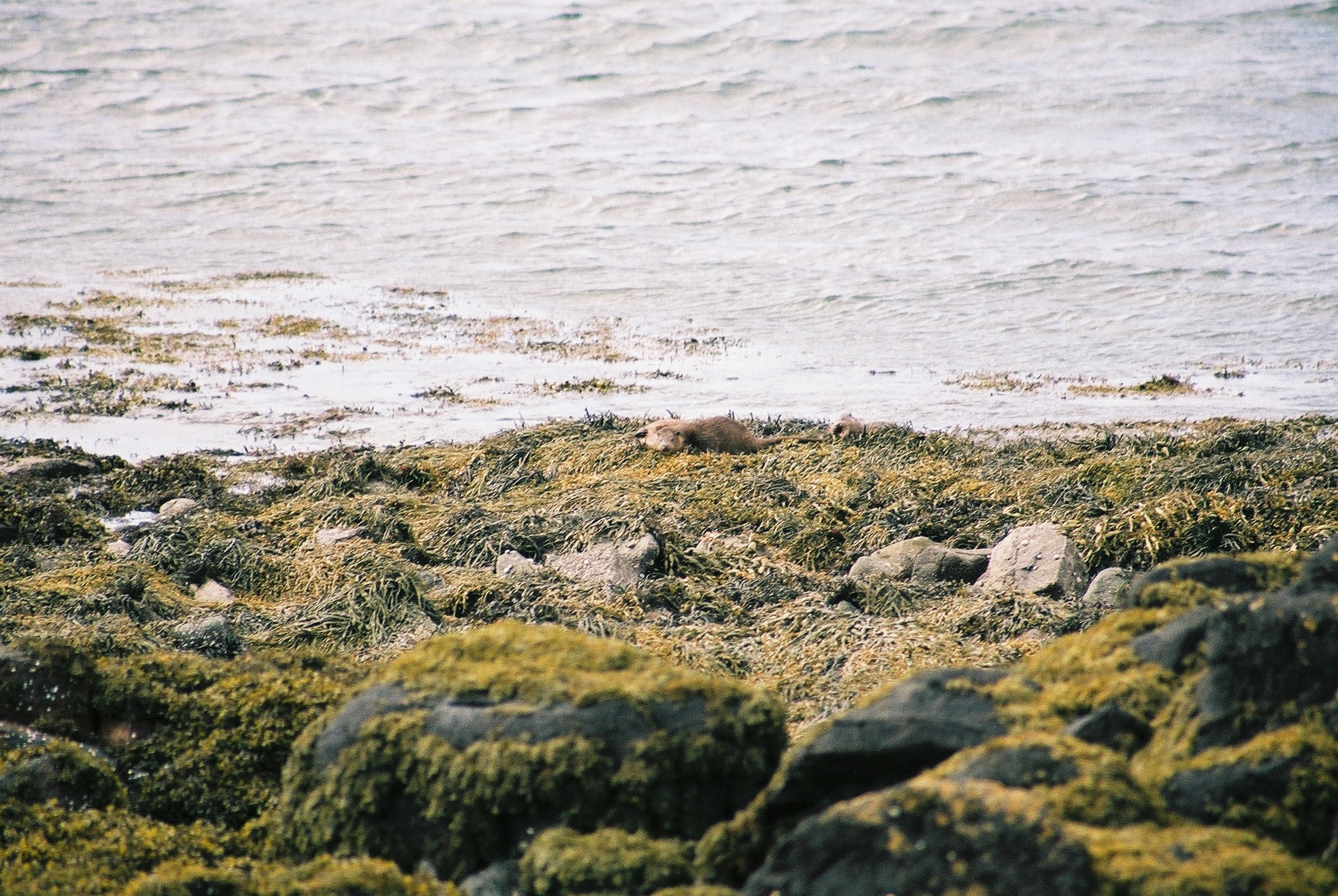photos/wildlife/Mammal_Species/River_Otter/20040327-Mull-13.jpg