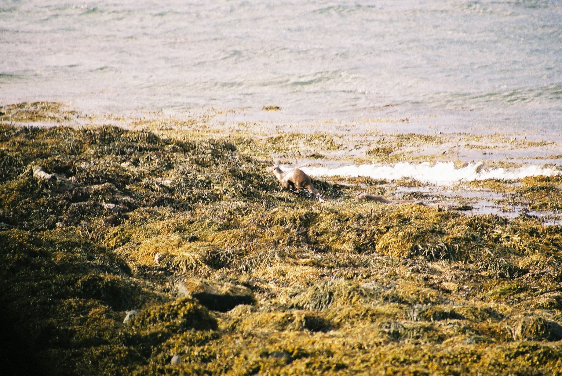 photos/wildlife/Mammal_Species/River_Otter/20040327-Mull-14.jpg
