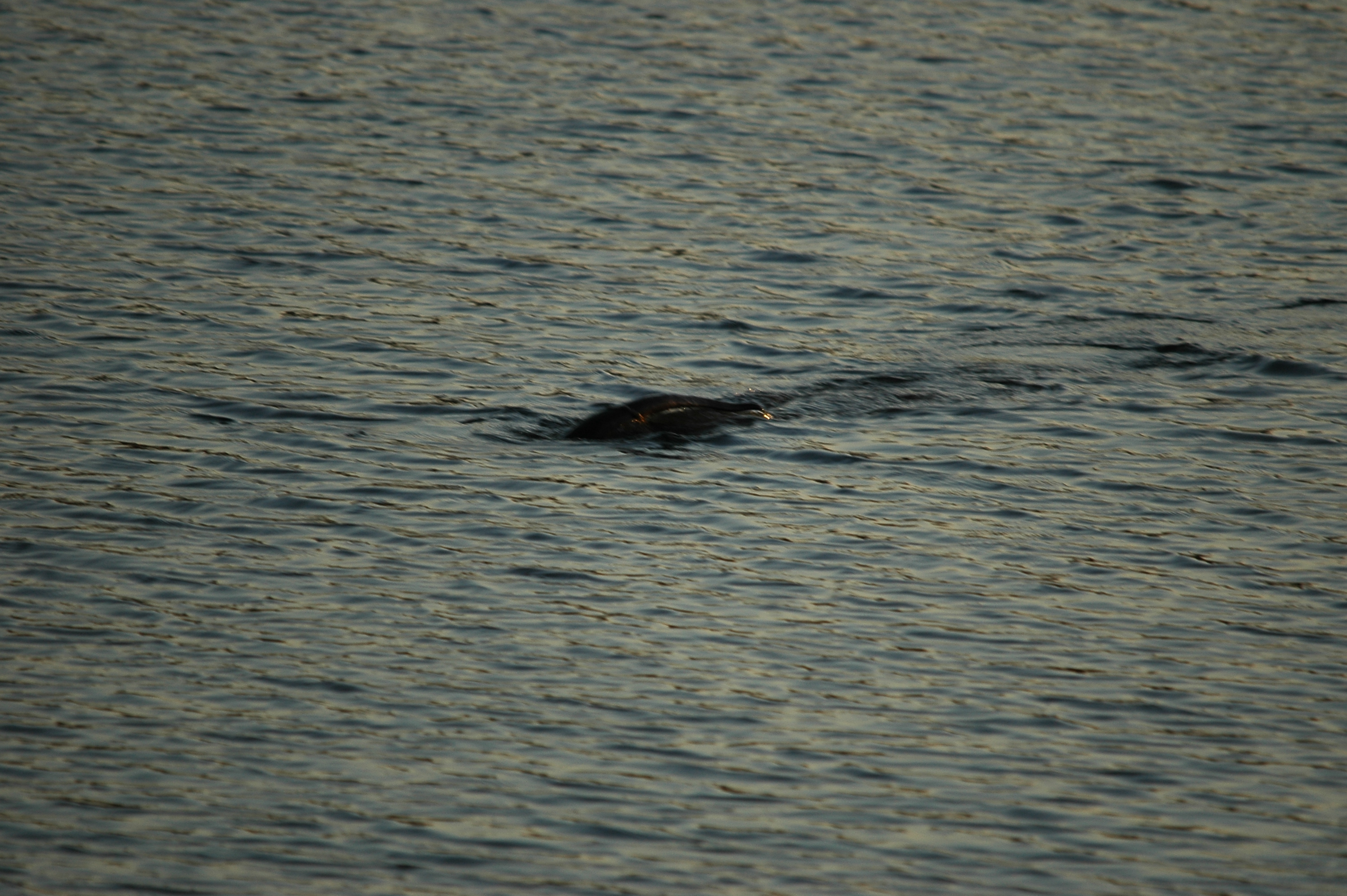 photos/wildlife/Mammal_Species/River_Otter/dsc_0017.jpg