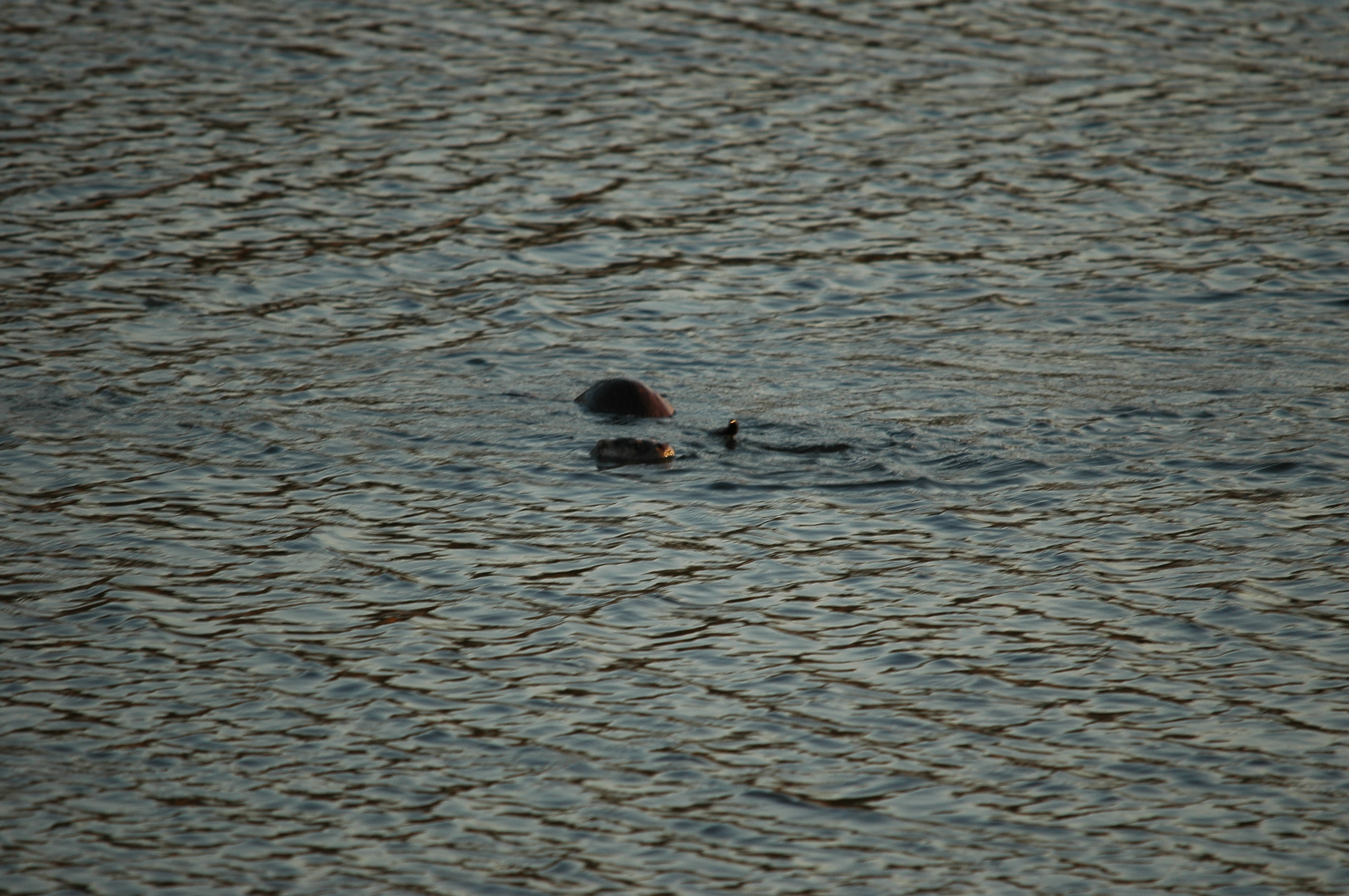 photos/wildlife/Mammal_Species/River_Otter/dsc_0018.jpg