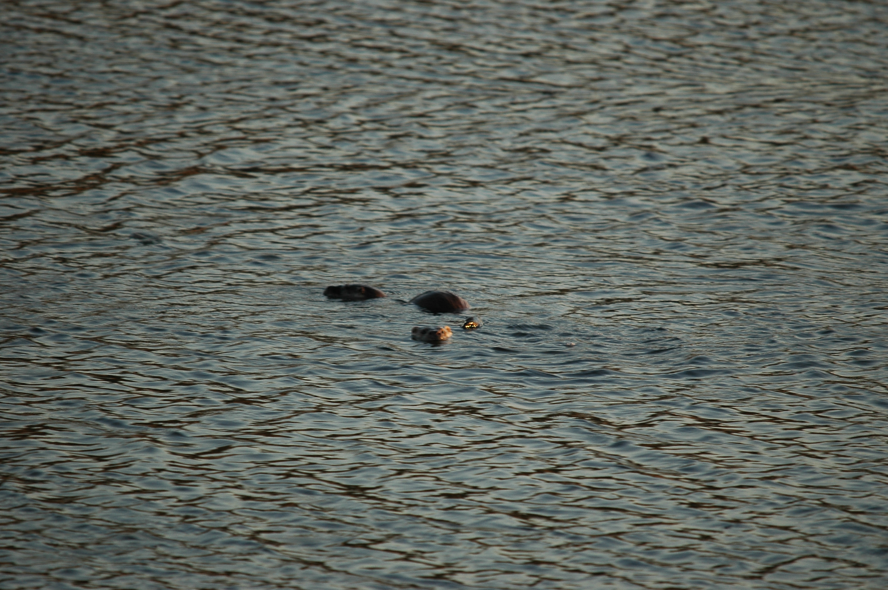 photos/wildlife/Mammal_Species/River_Otter/dsc_0019.jpg