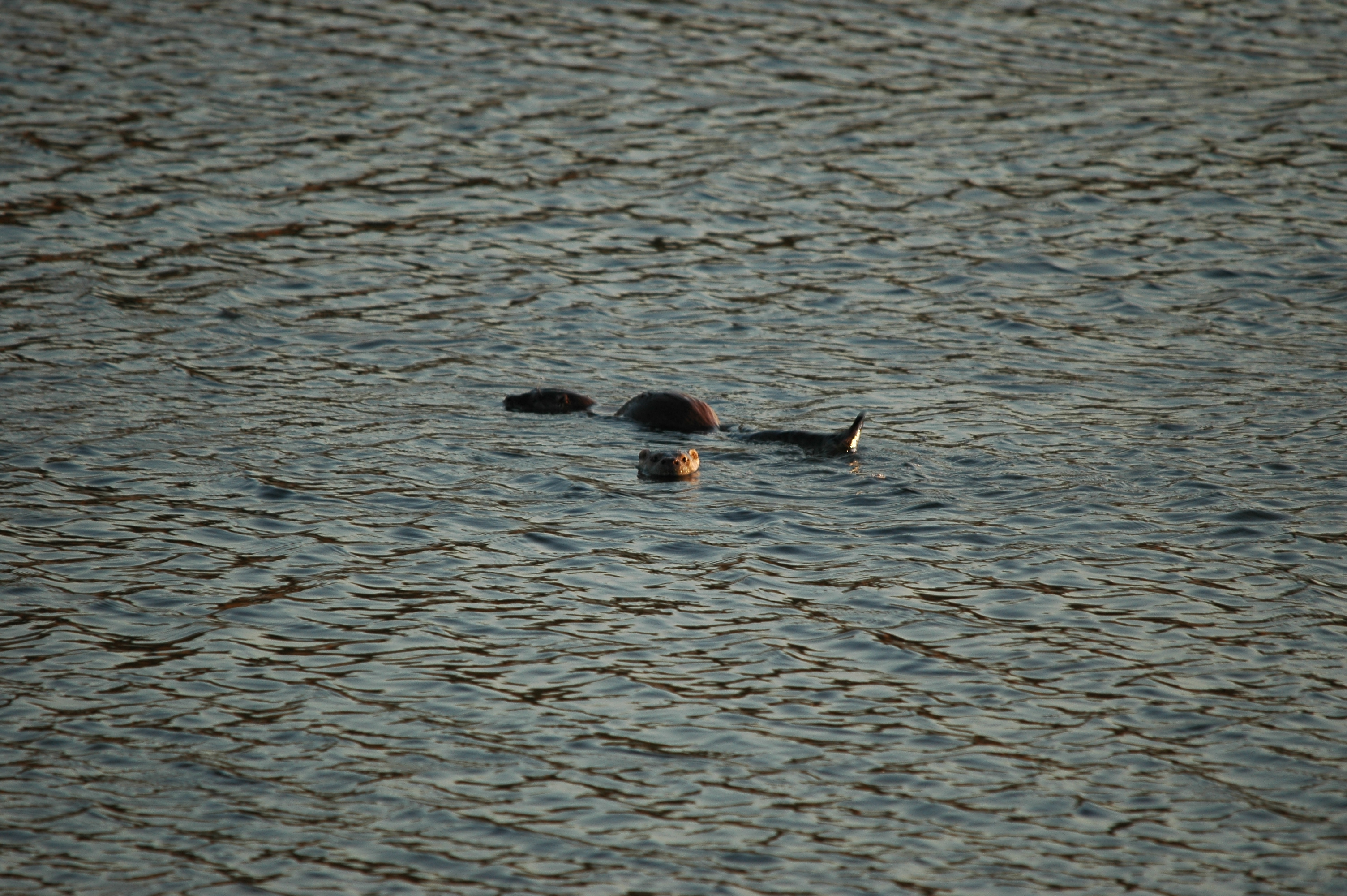 photos/wildlife/Mammal_Species/River_Otter/dsc_0020.jpg