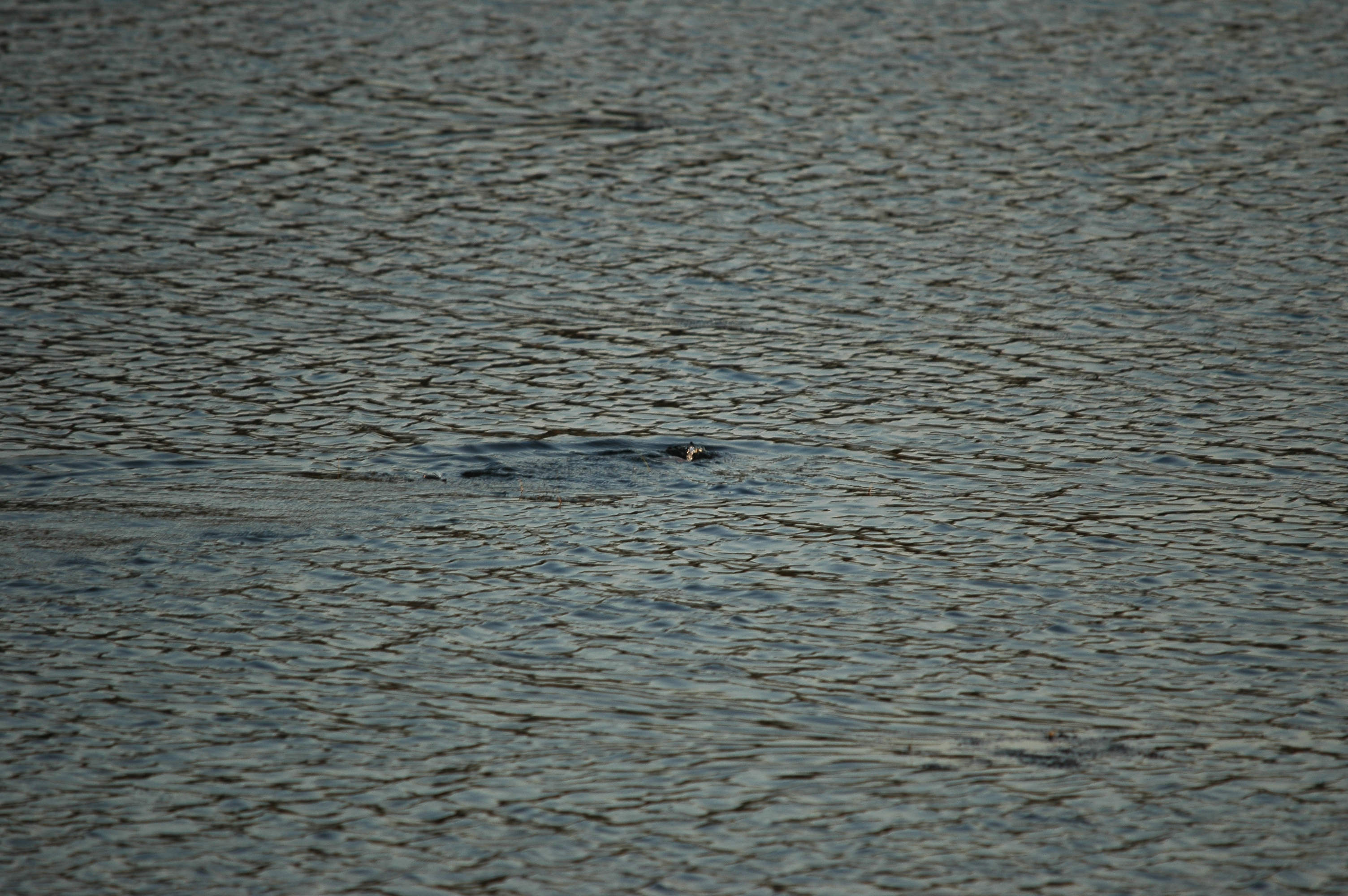 photos/wildlife/Mammal_Species/River_Otter/dsc_0023.jpg