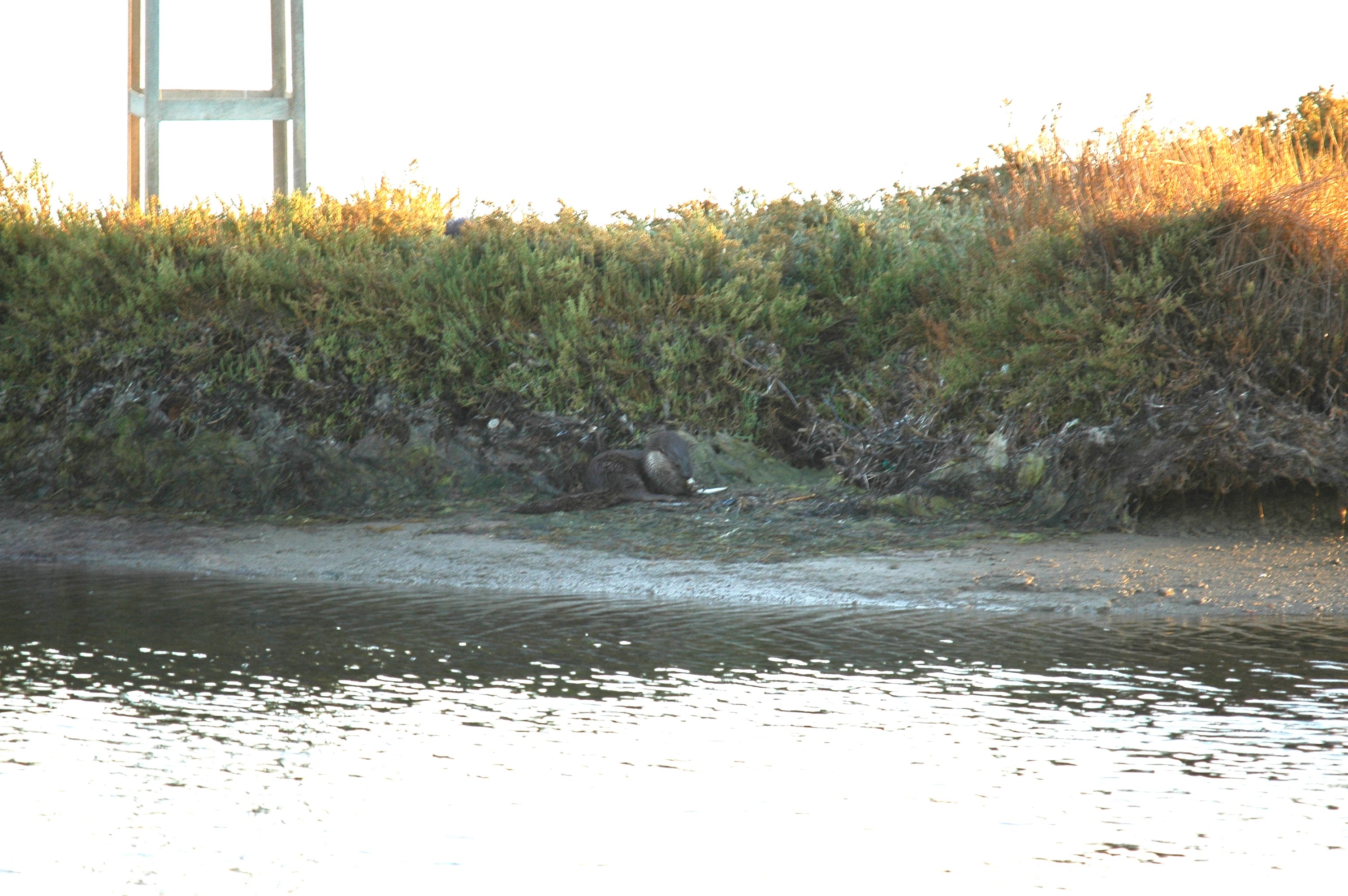 photos/wildlife/Mammal_Species/River_Otter/dsc_0025.jpg