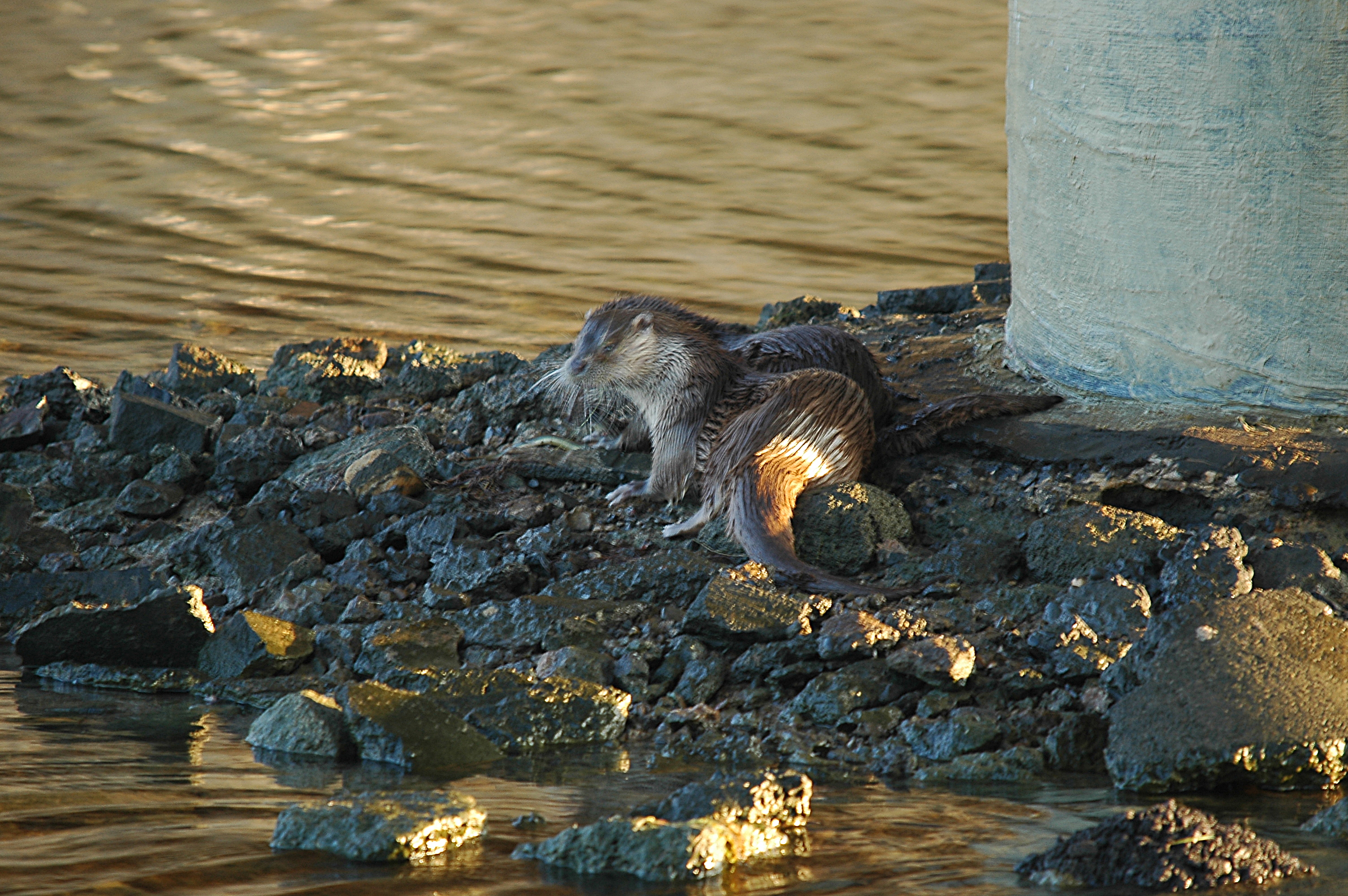 photos/wildlife/Mammal_Species/River_Otter/dsc_0035.jpg