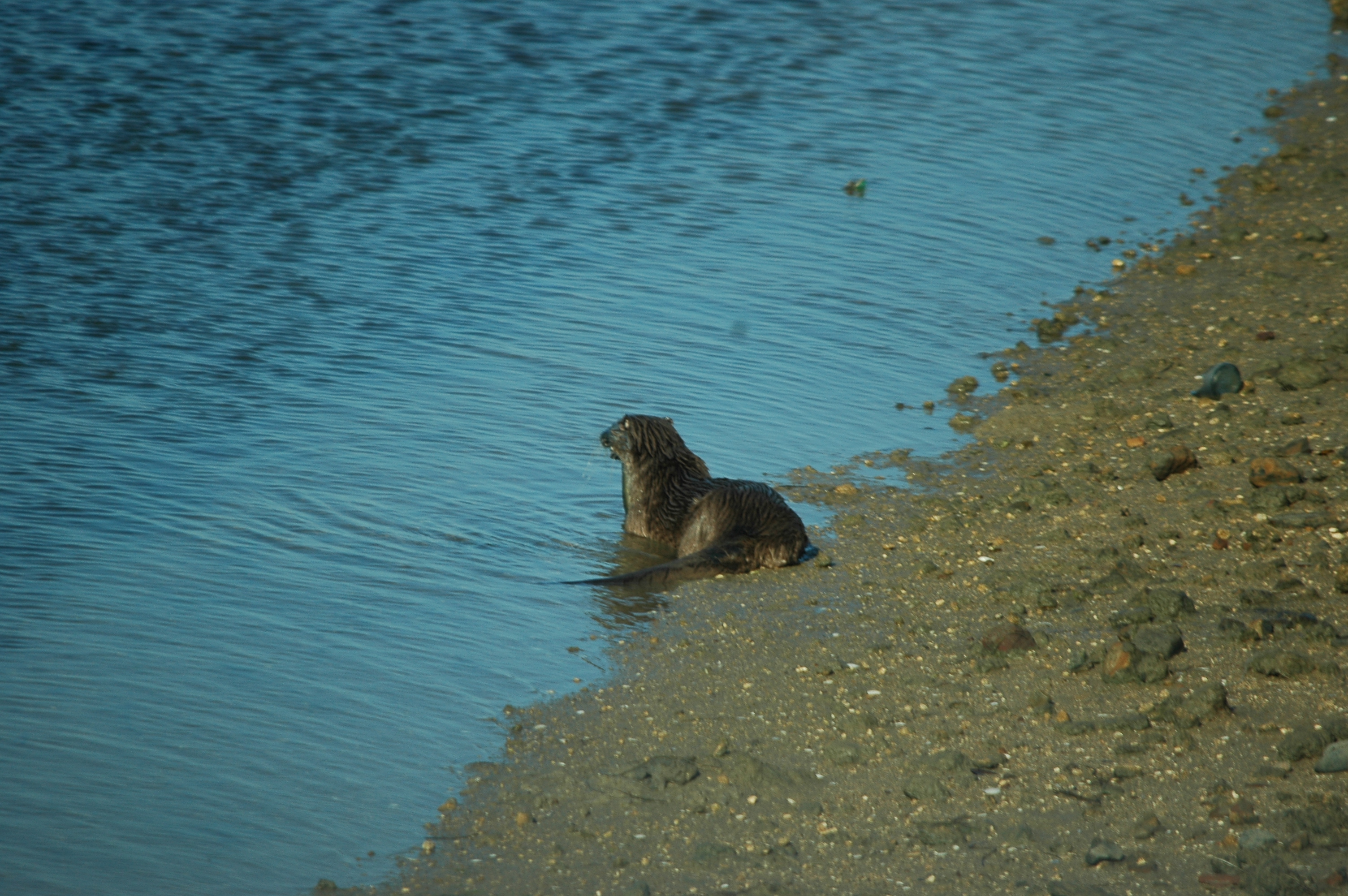 photos/wildlife/Mammal_Species/River_Otter/dsc_0470.jpg
