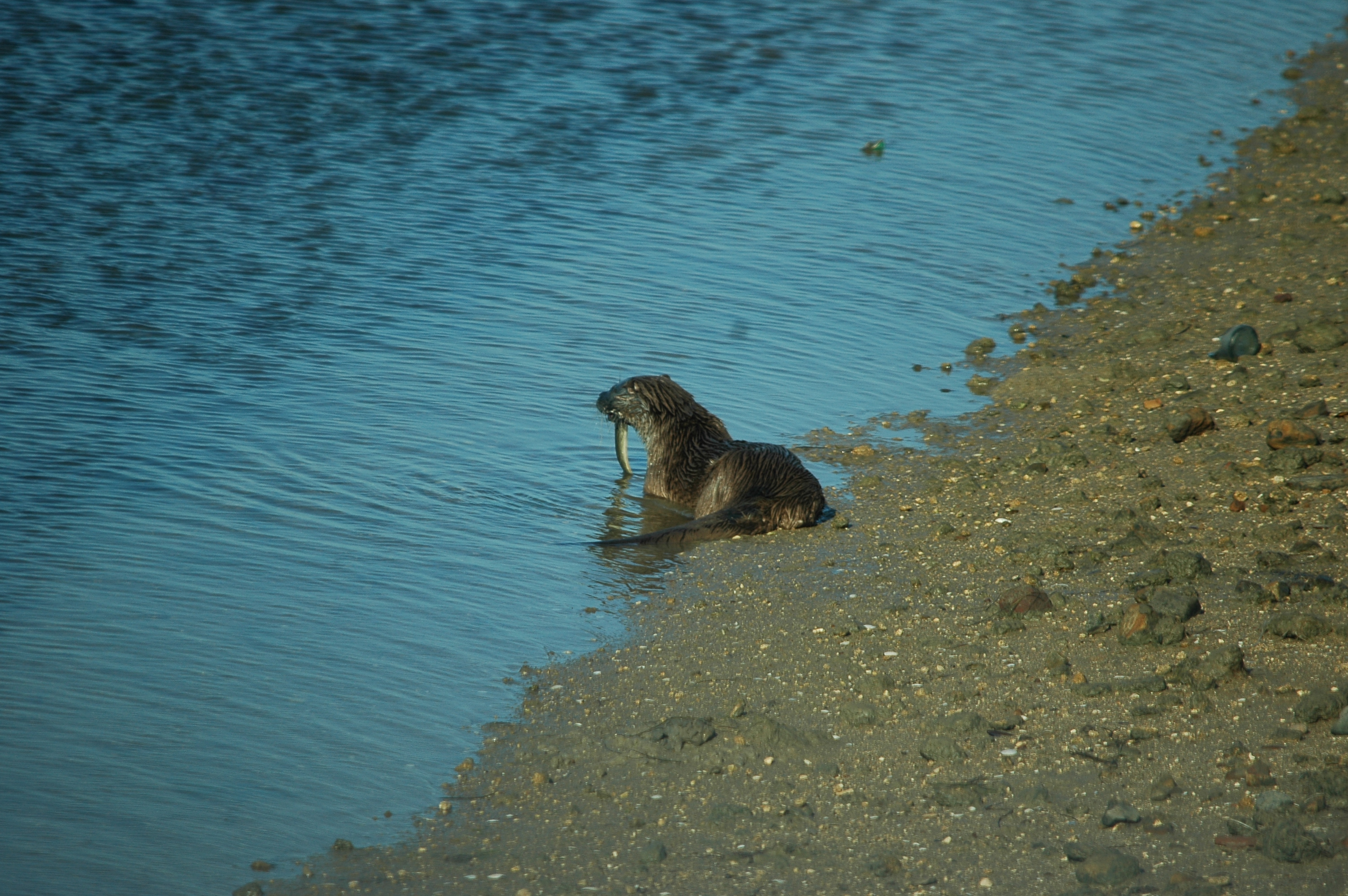 photos/wildlife/Mammal_Species/River_Otter/dsc_0471.jpg