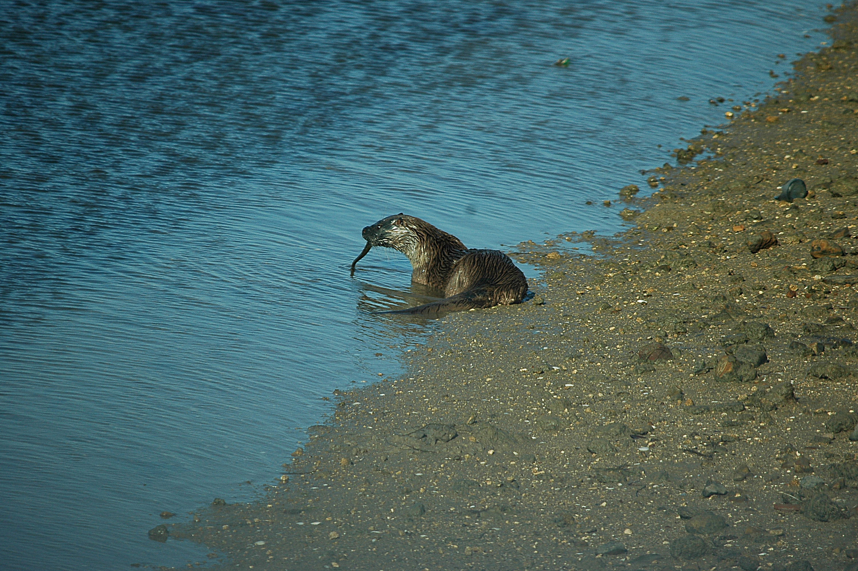photos/wildlife/Mammal_Species/River_Otter/dsc_0472.jpg