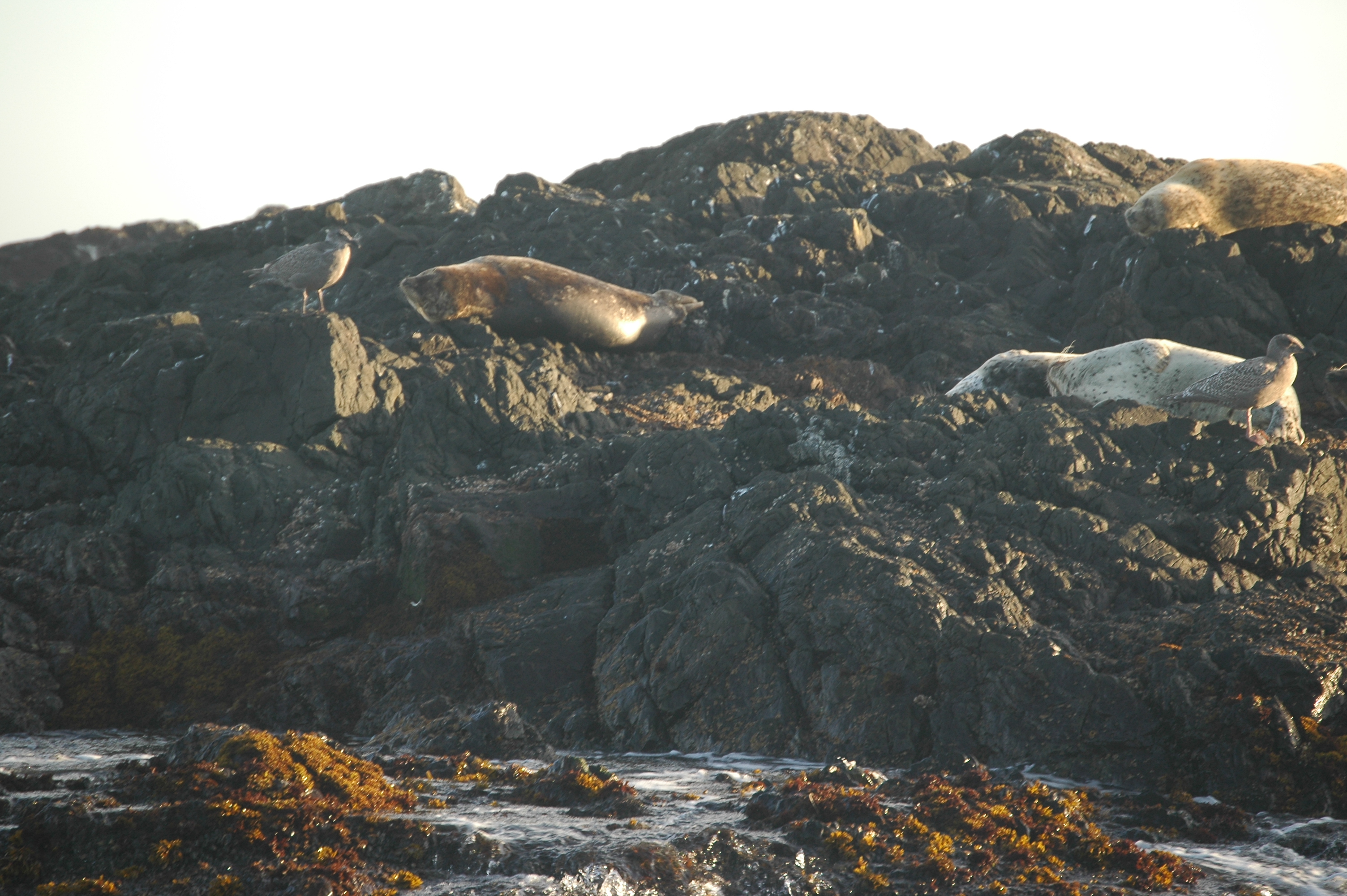 photos/wildlife/Mammal_Species/Seal/20070920-Canada-01.jpg