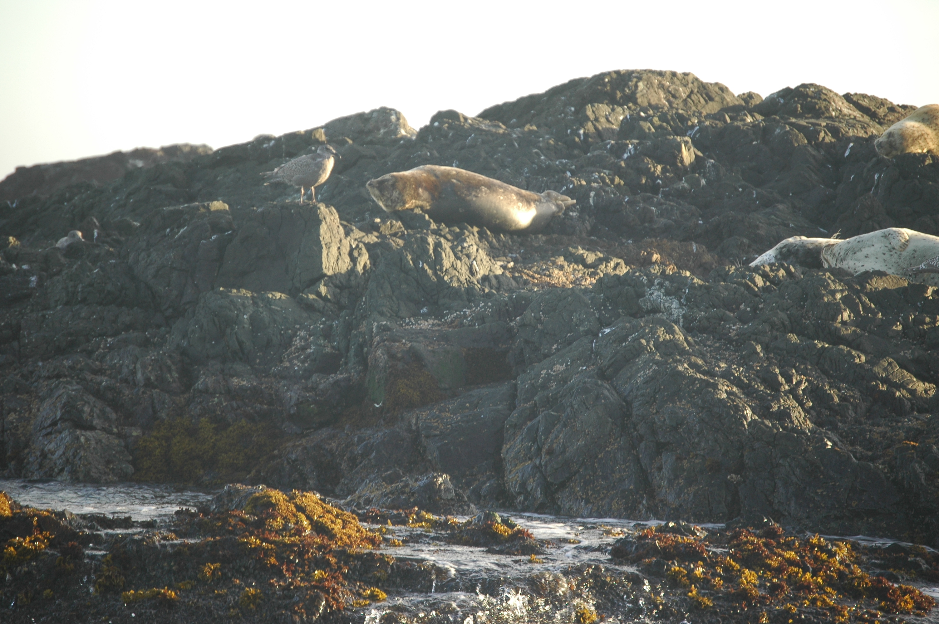 photos/wildlife/Mammal_Species/Seal/20070920-Canada-02.jpg