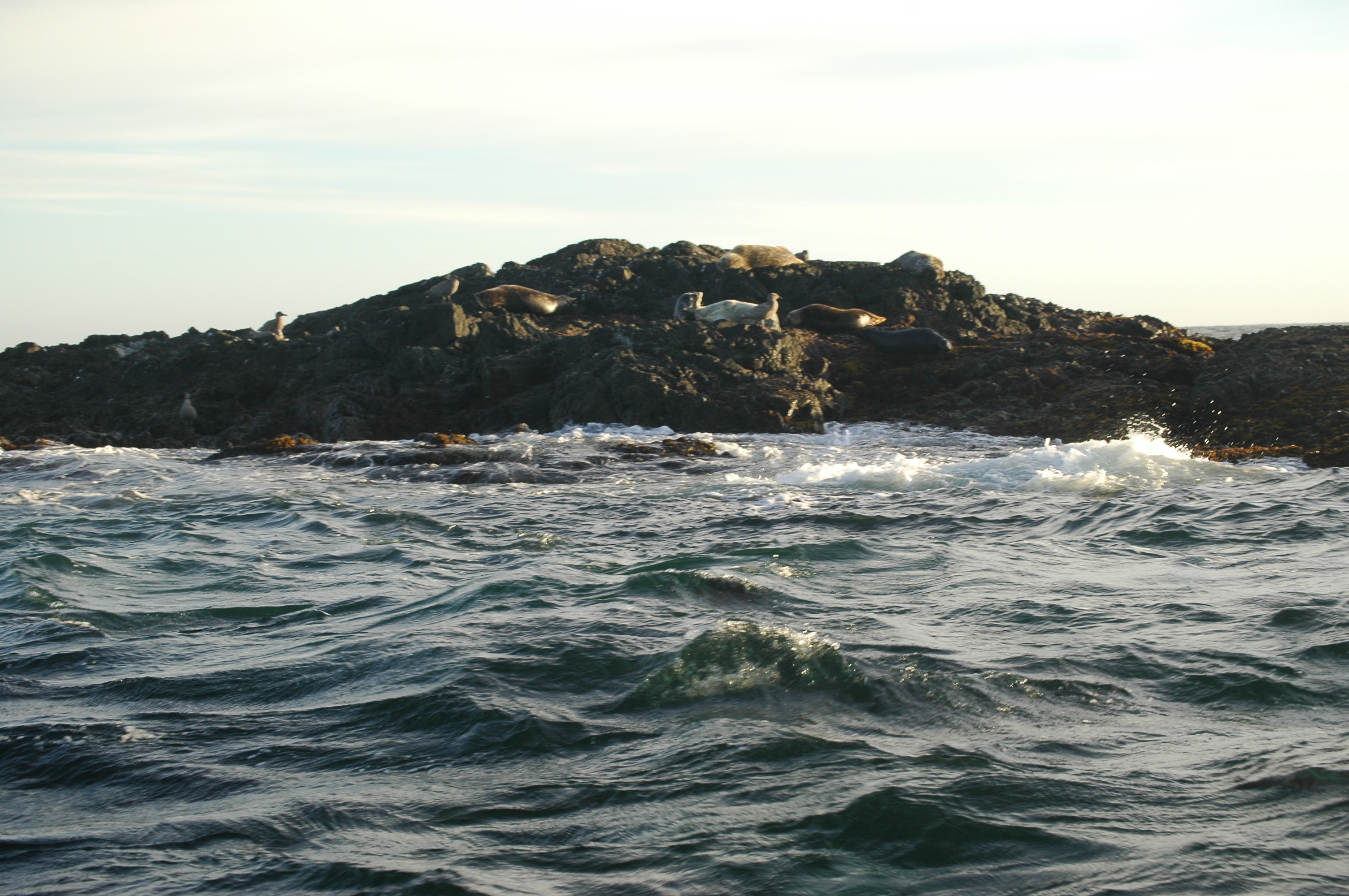 photos/wildlife/Mammal_Species/Seal/20070920-Canada-03.jpg