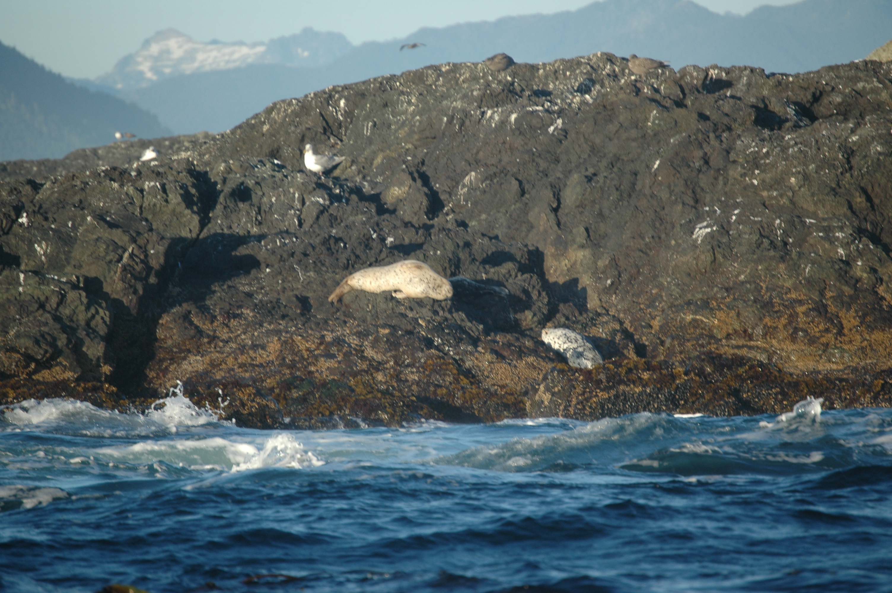 photos/wildlife/Mammal_Species/Seal/20070920-Canada-04.jpg
