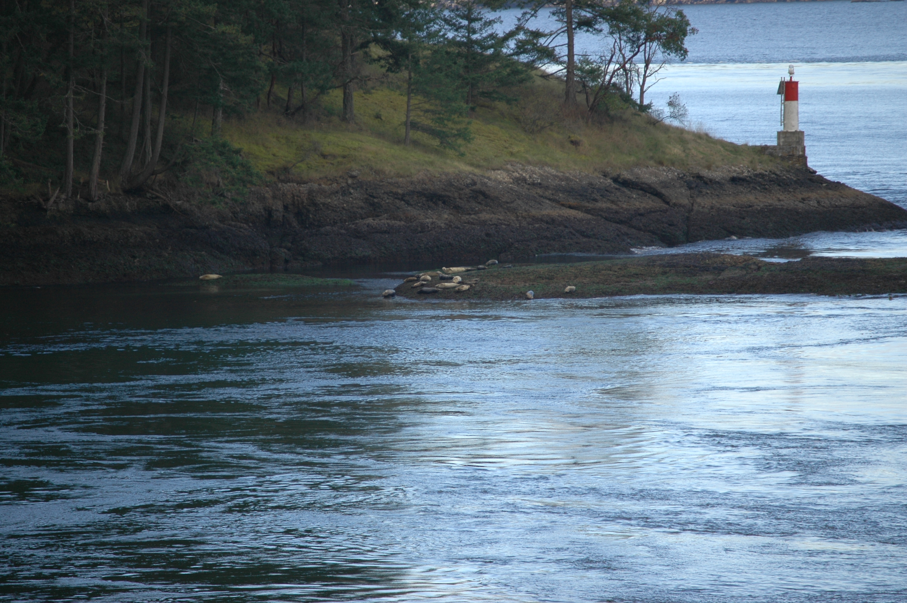 photos/wildlife/Mammal_Species/Seal/20070923-Canada-01.jpg