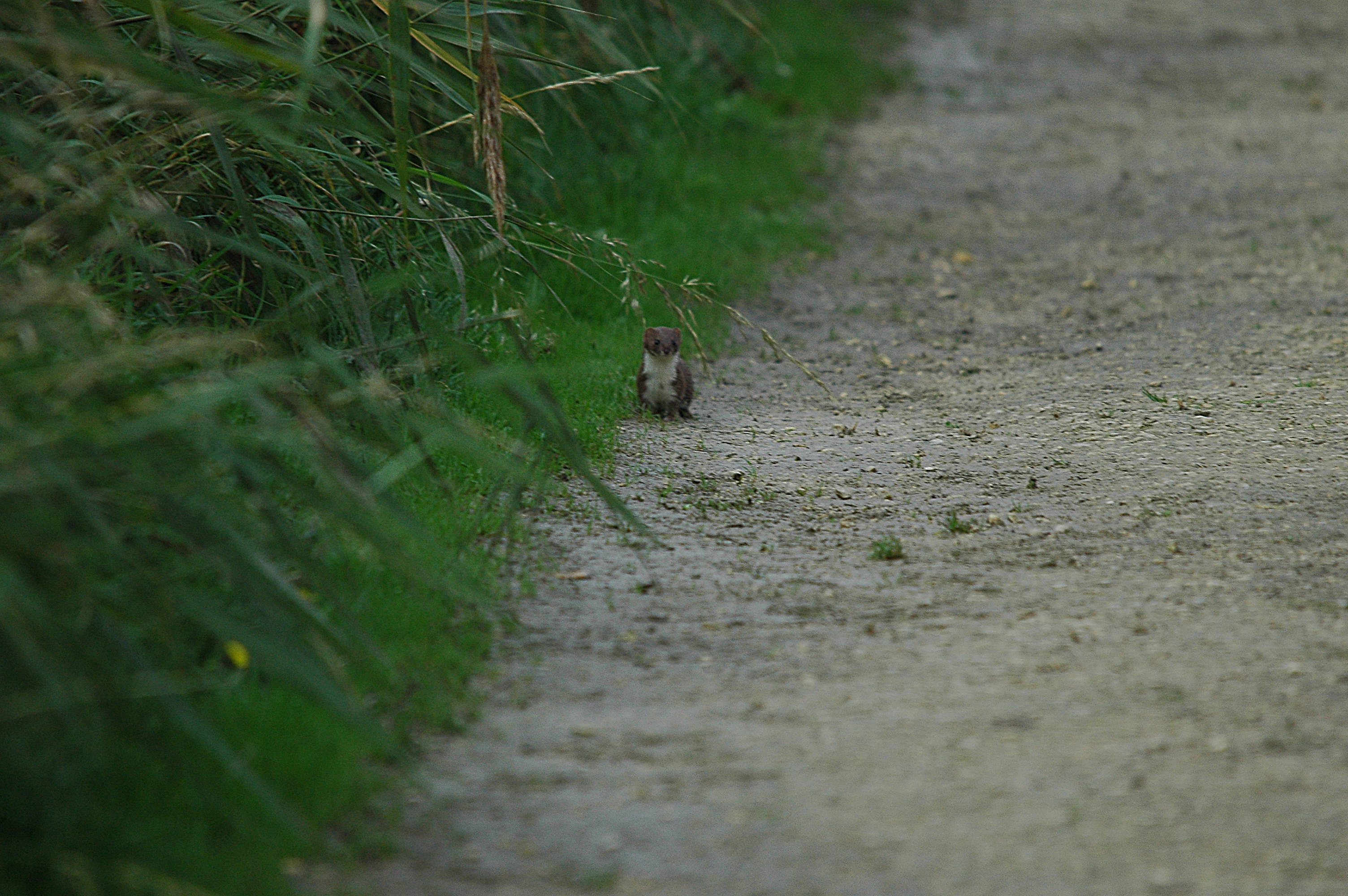 photos/wildlife/Mammal_Species/Weasel/DSC_3605.JPG