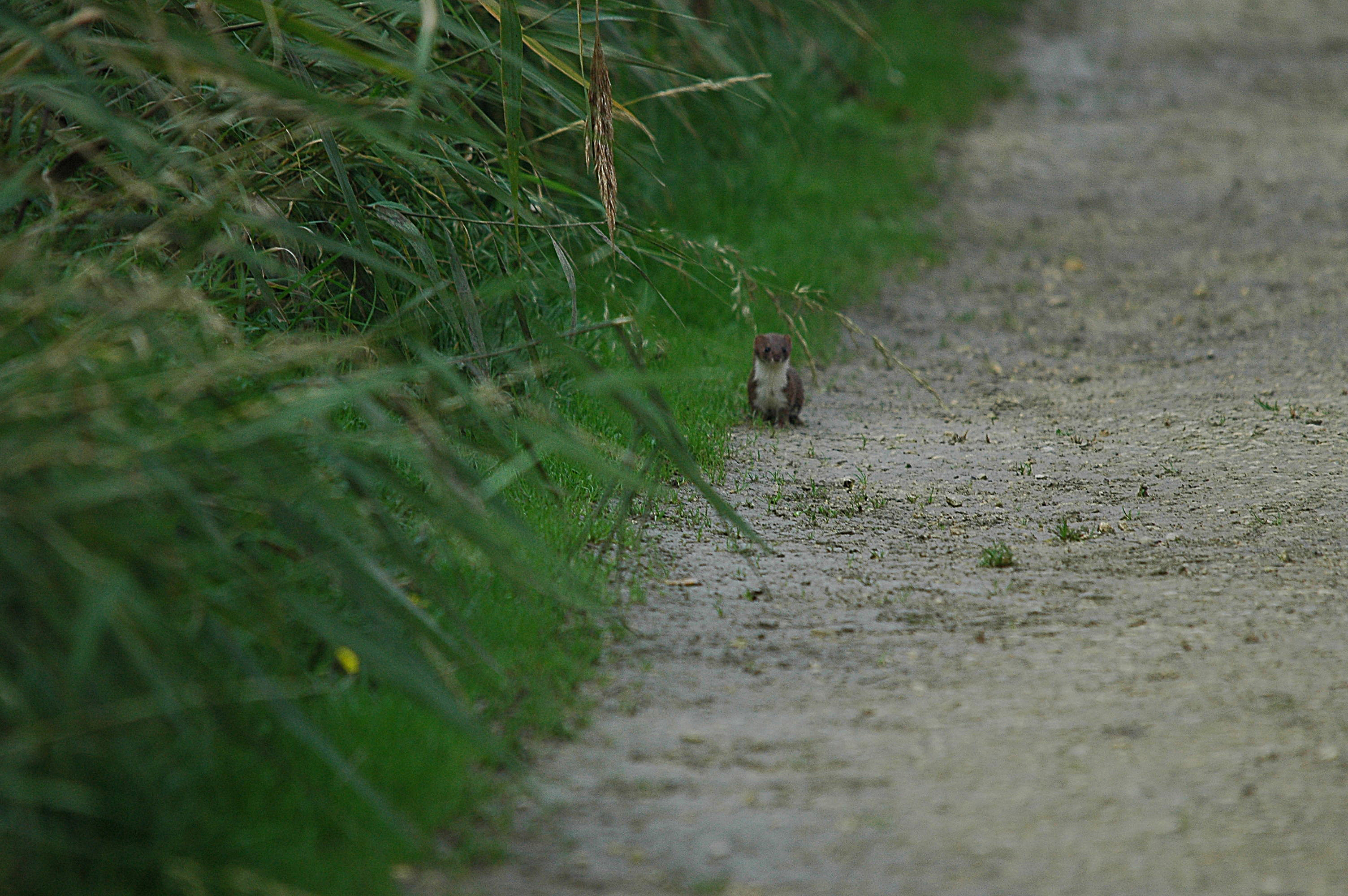 photos/wildlife/Mammal_Species/Weasel/DSC_3606.JPG