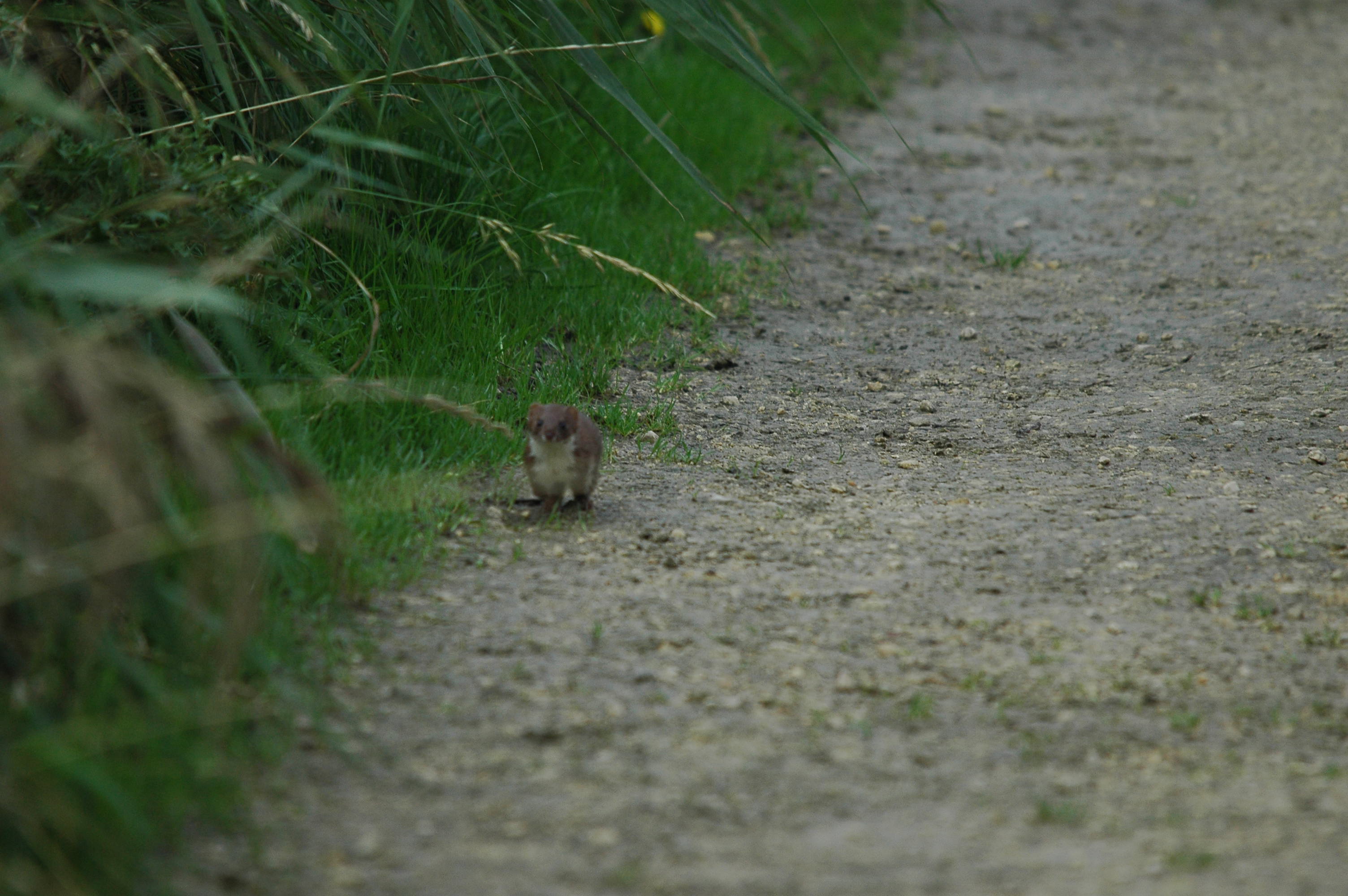 photos/wildlife/Mammal_Species/Weasel/DSC_3607.JPG