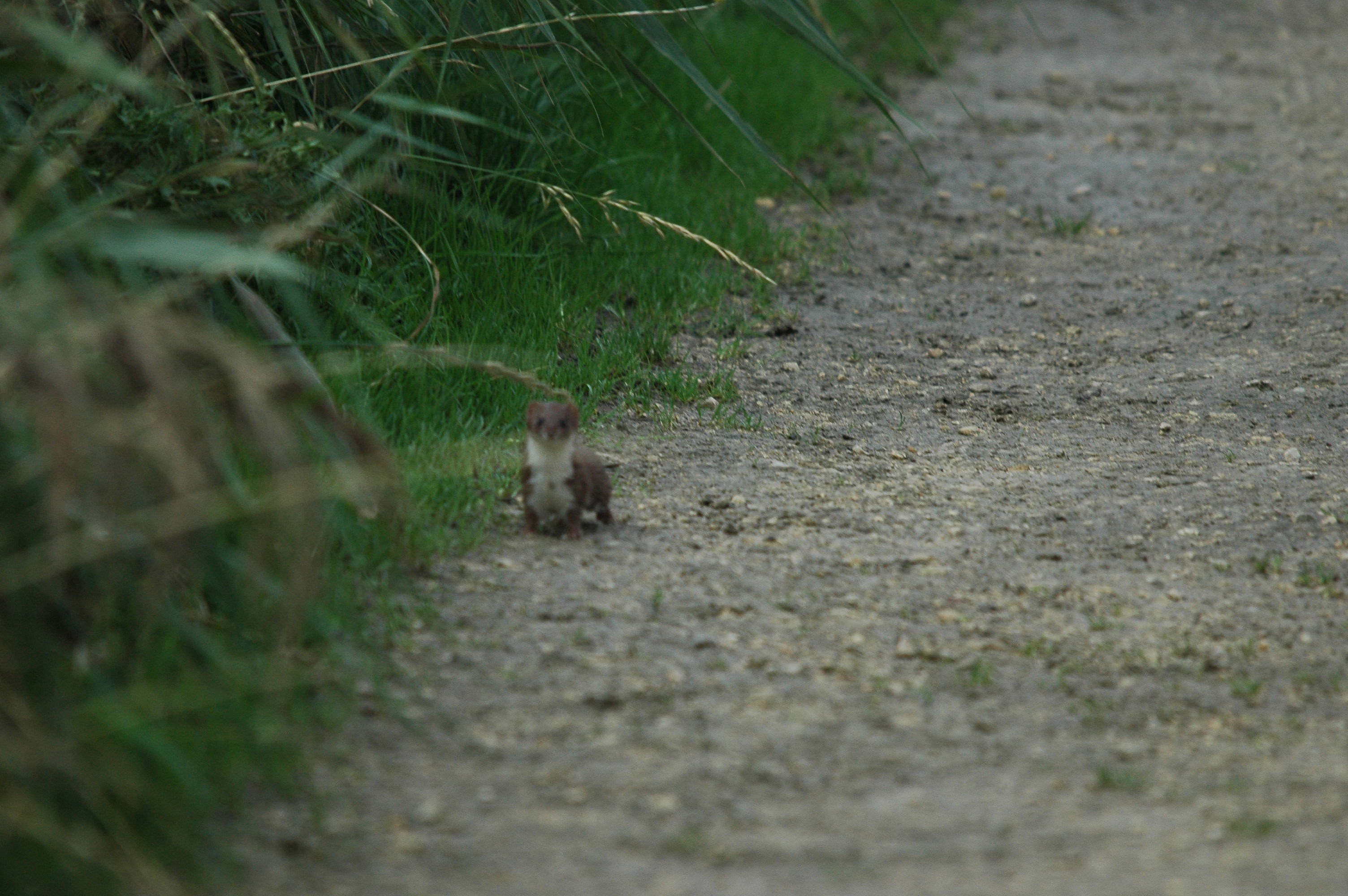 photos/wildlife/Mammal_Species/Weasel/DSC_3608.JPG