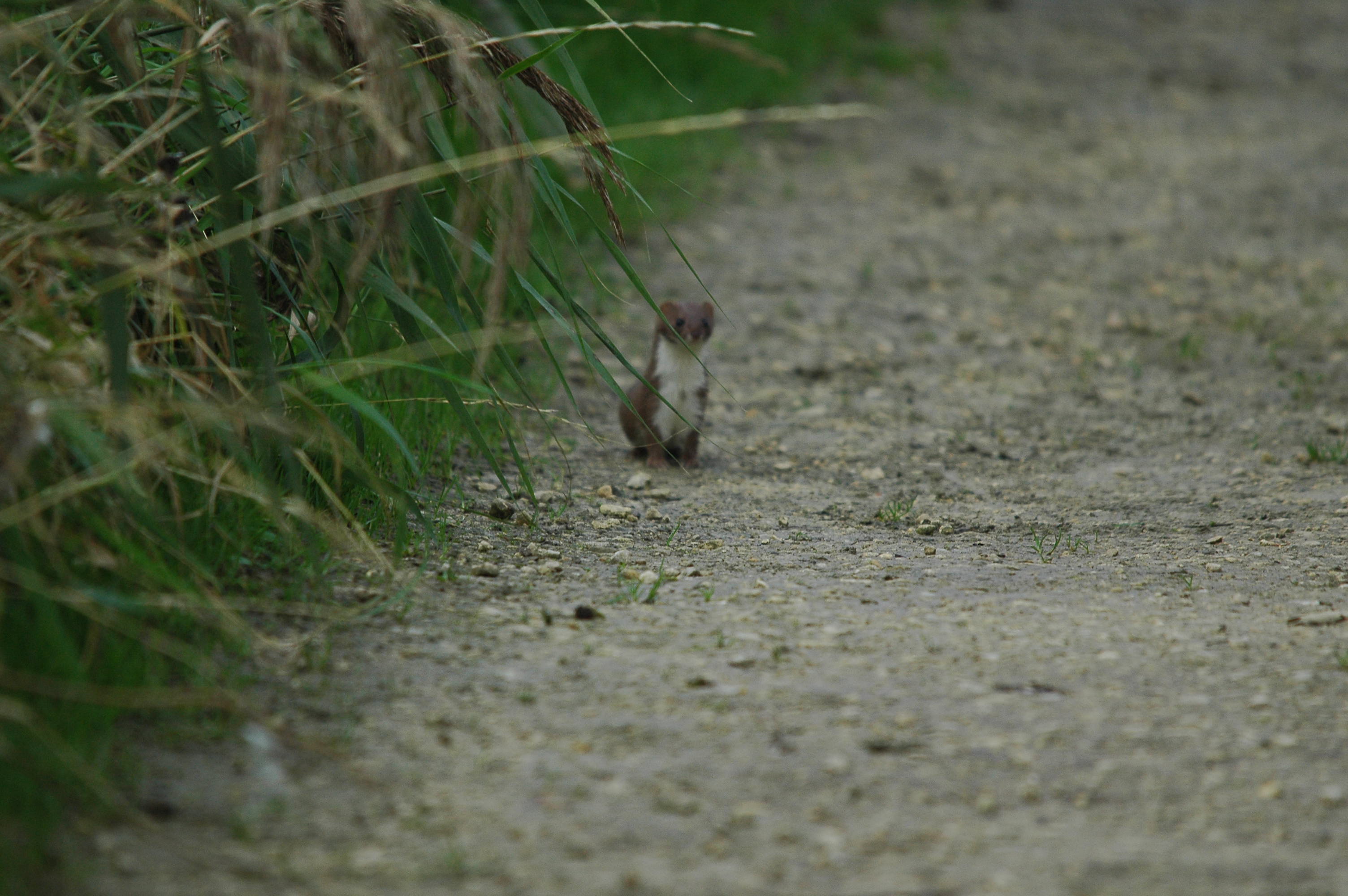 photos/wildlife/Mammal_Species/Weasel/DSC_3609.JPG