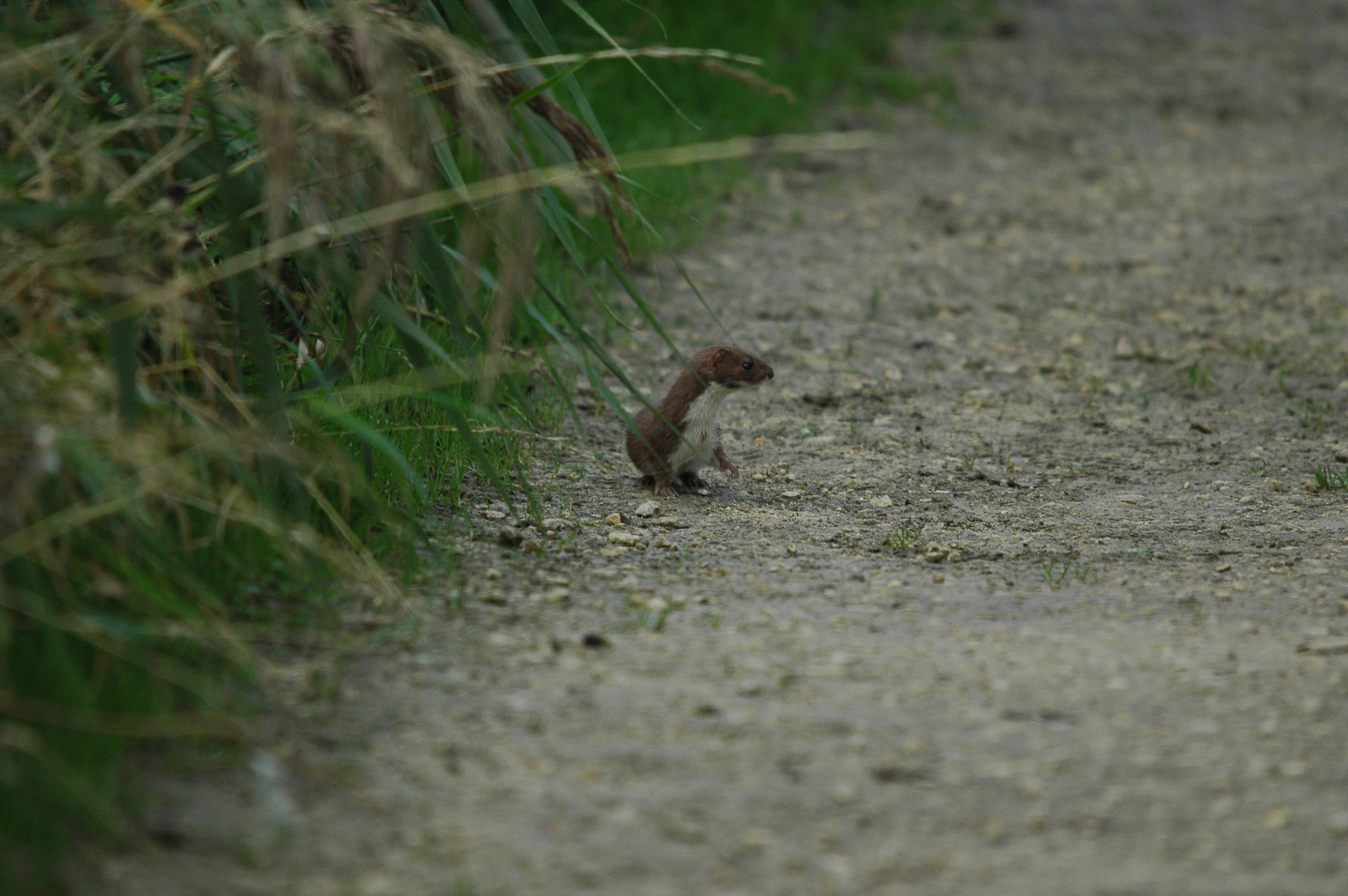 photos/wildlife/Mammal_Species/Weasel/DSC_3610.JPG