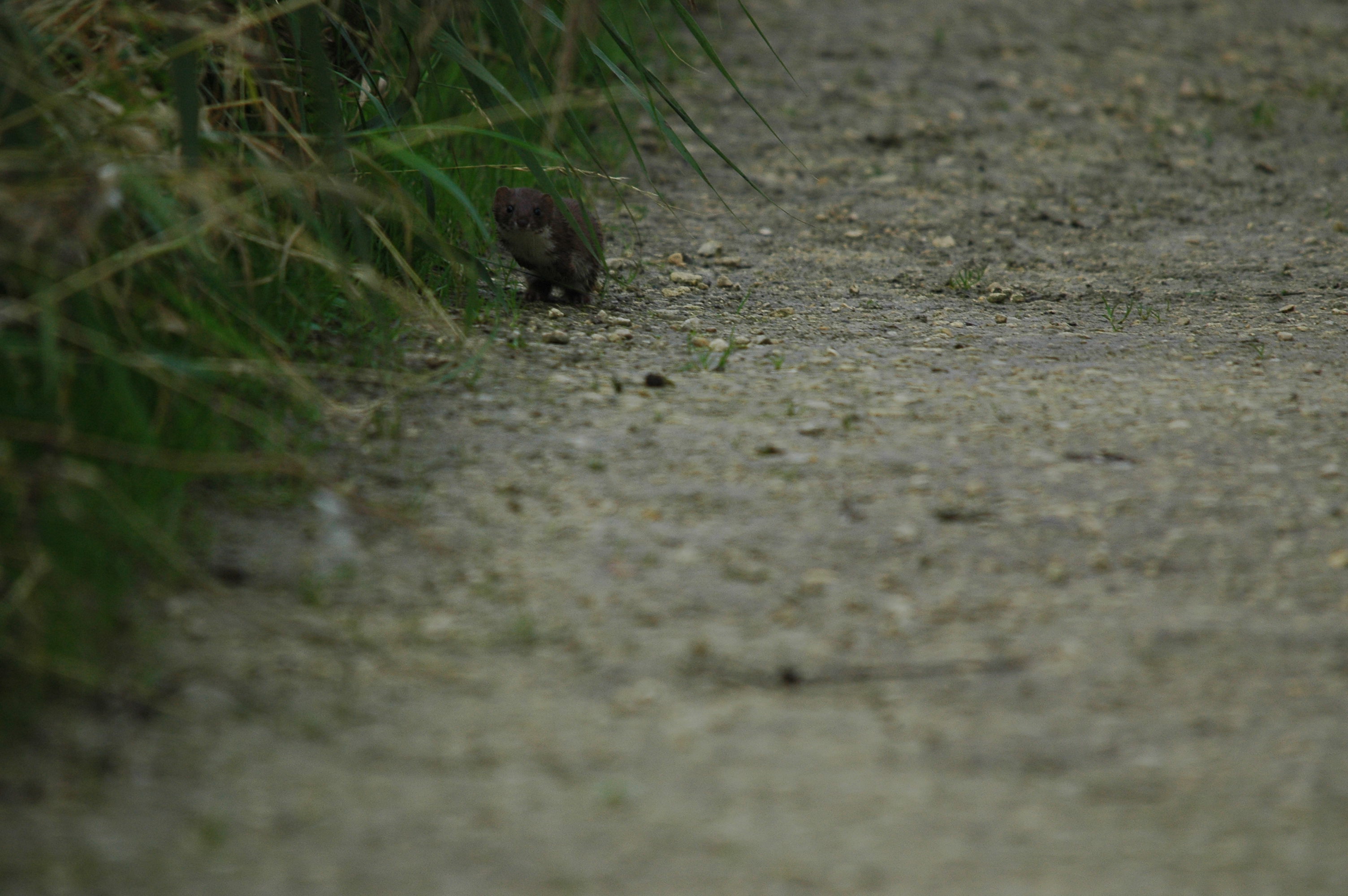 photos/wildlife/Mammal_Species/Weasel/DSC_3611.JPG