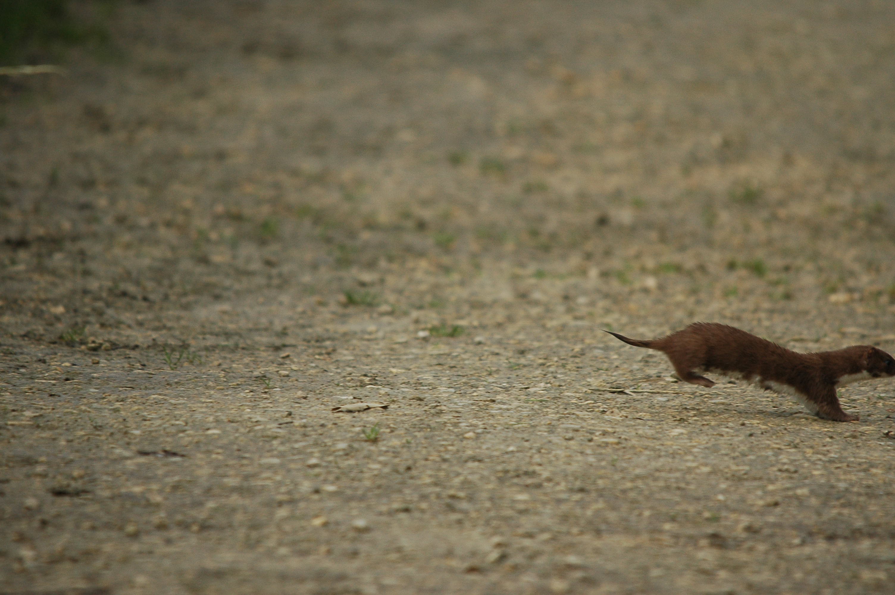 photos/wildlife/Mammal_Species/Weasel/DSC_3612.JPG