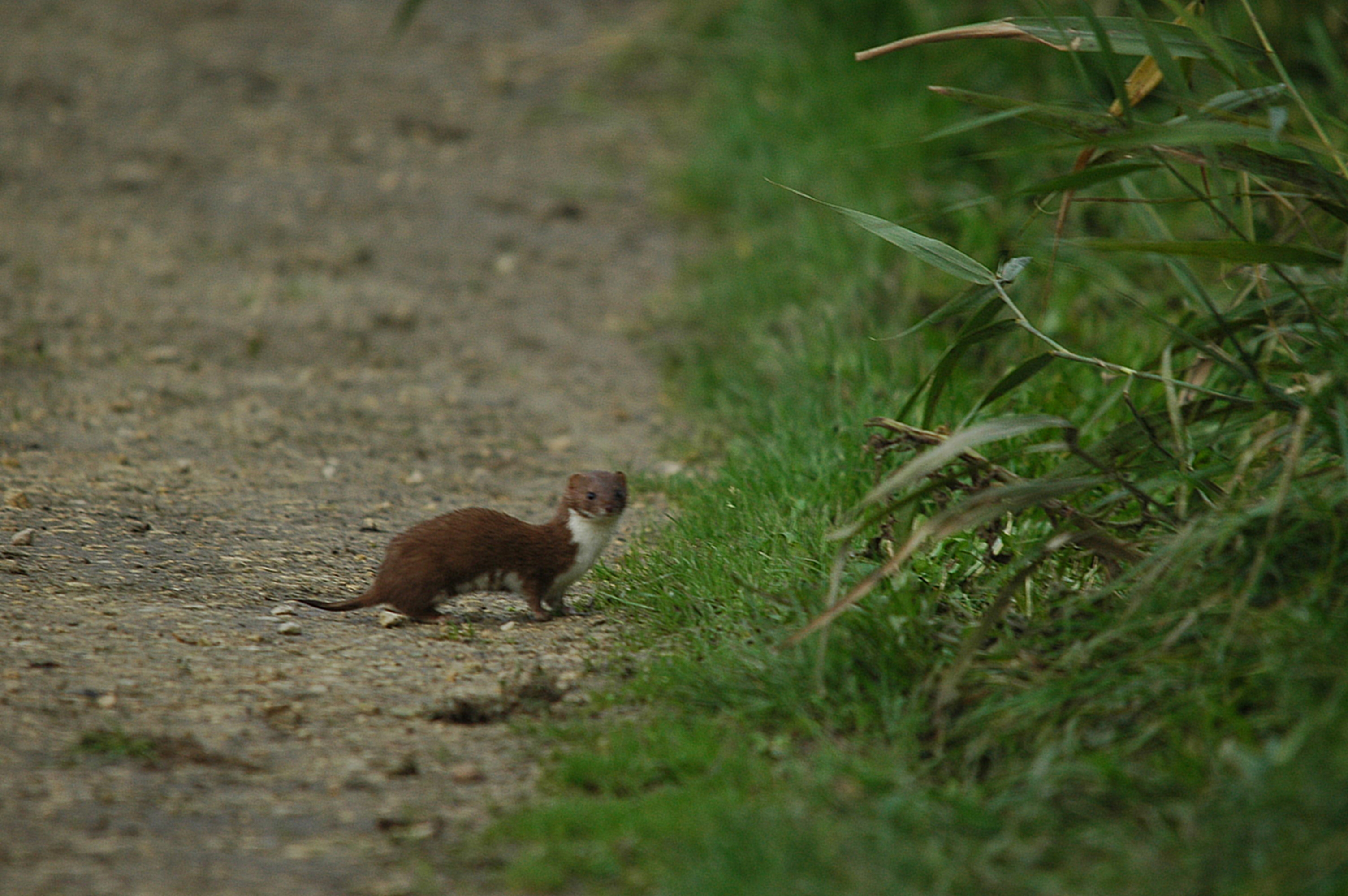 photos/wildlife/Mammal_Species/Weasel/DSC_3613.JPG