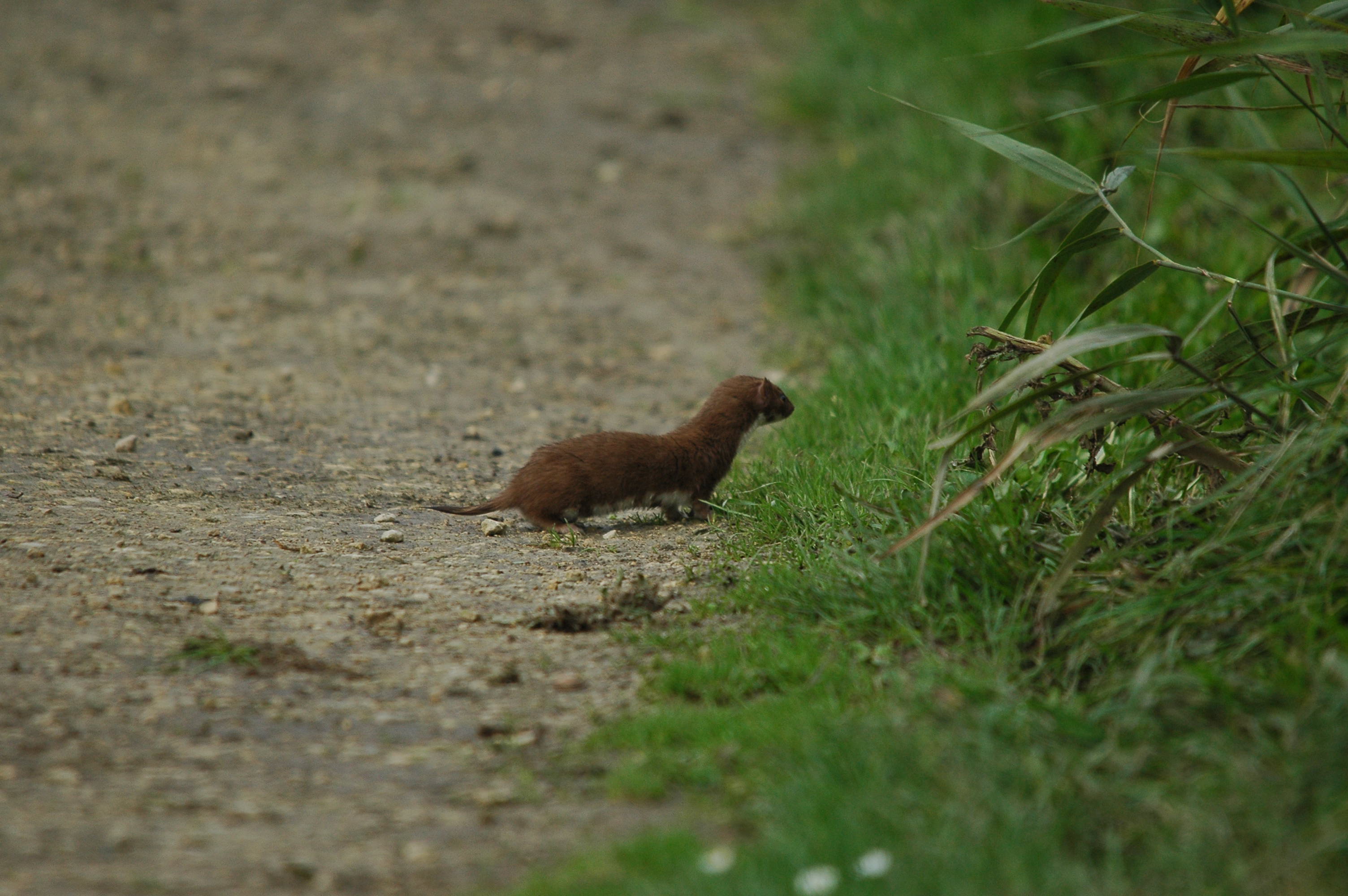 photos/wildlife/Mammal_Species/Weasel/DSC_3614.JPG