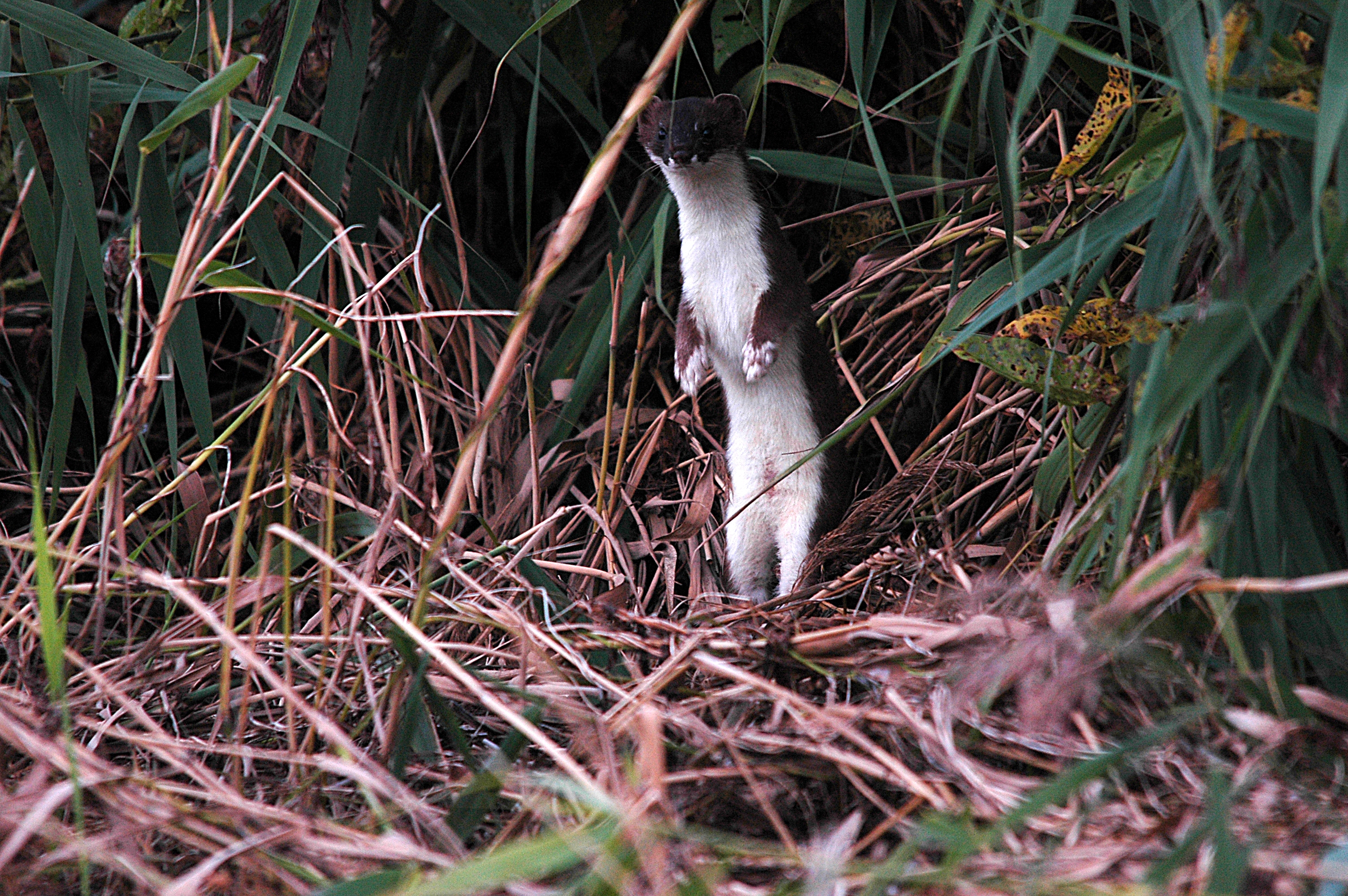 photos/wildlife/Mammal_Species/Weasel/DSC_7407.JPG