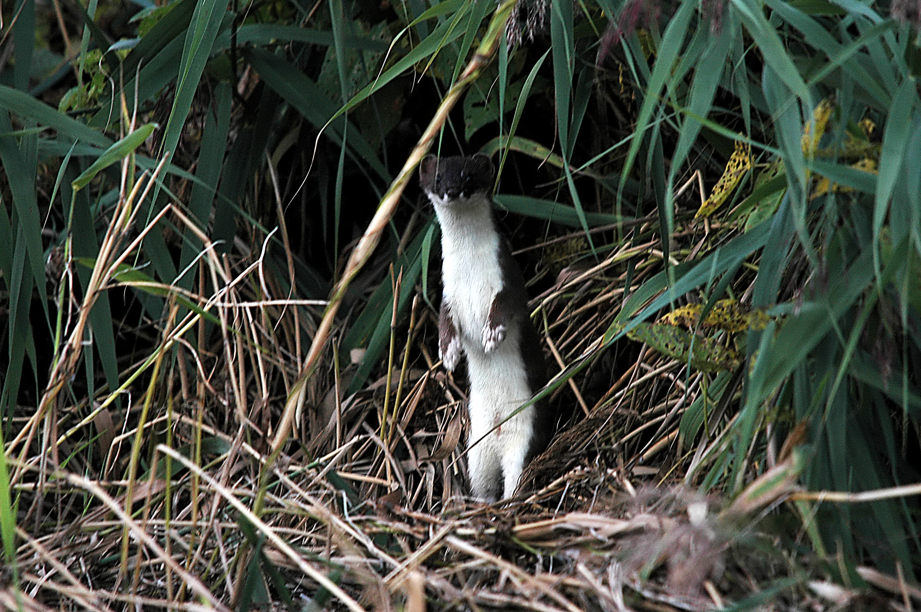 photos/wildlife/Mammal_Species/Weasel/DSC_7412.JPG