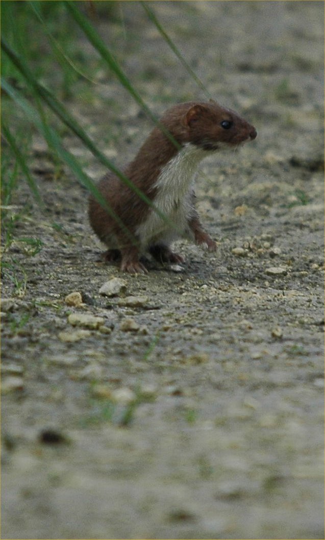 photos/wildlife/Mammal_Species/Weasel/Dsc_3610_sm.jpg