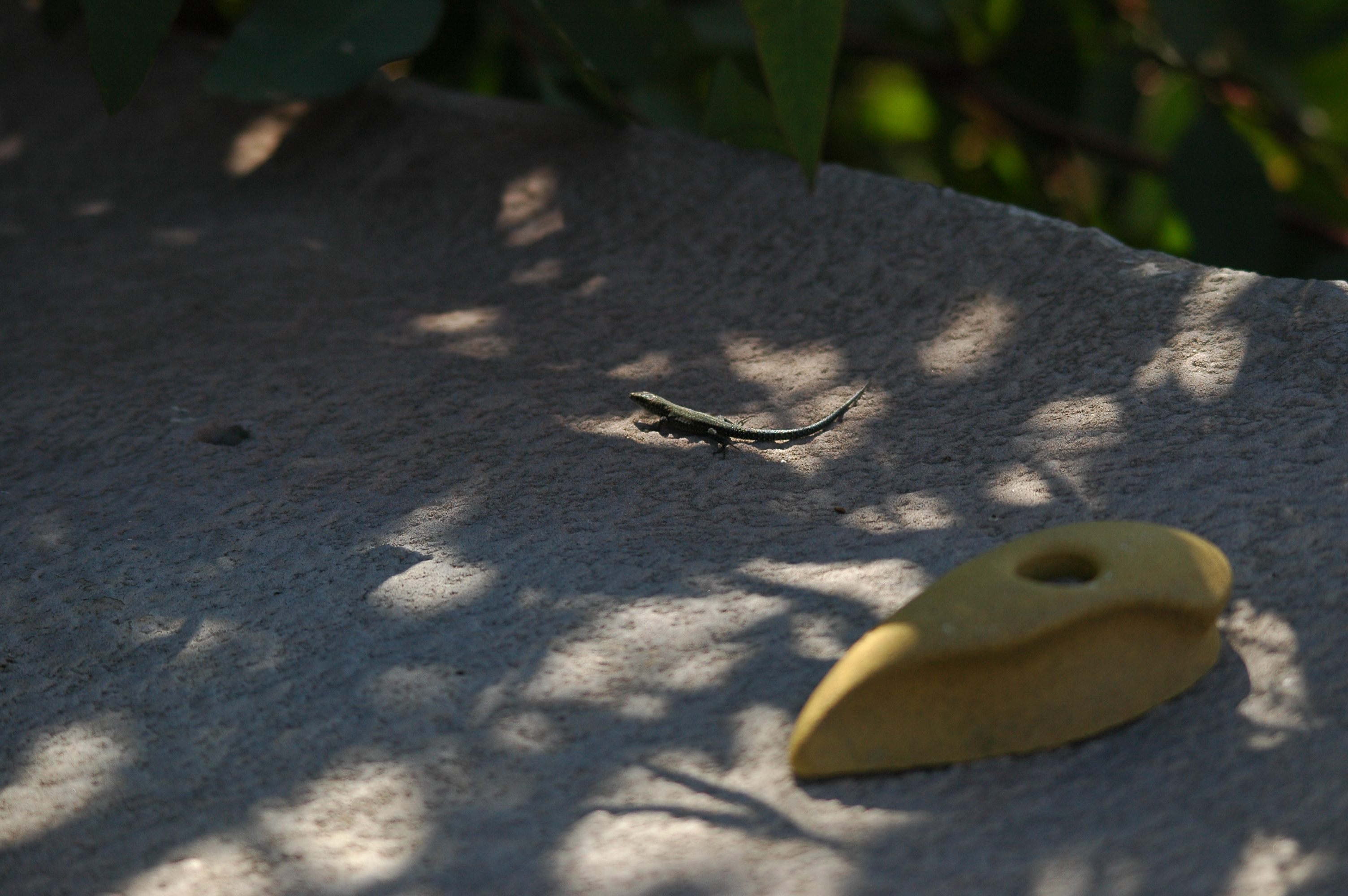 photos/wildlife/Reptile_Species/dsc_0336.jpg