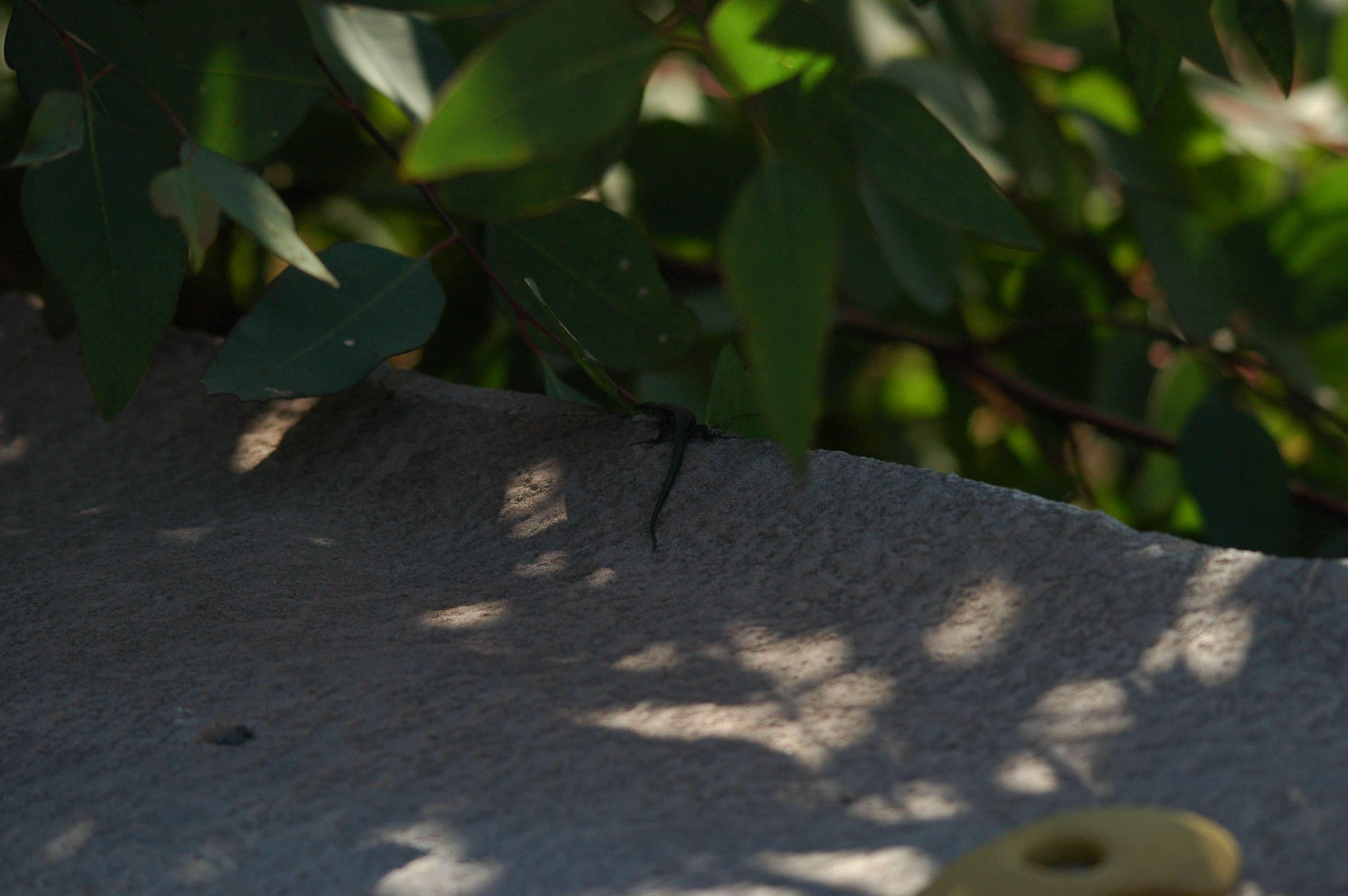 photos/wildlife/Reptile_Species/dsc_0337.jpg